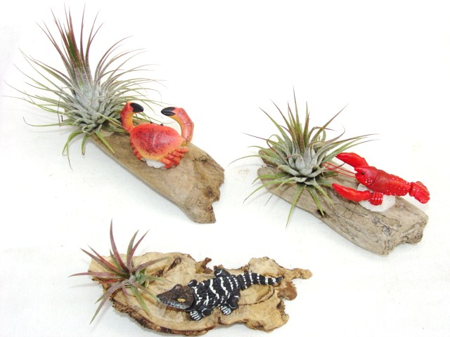 #419 Bobble crab, #426 lobster, #421 Alligator