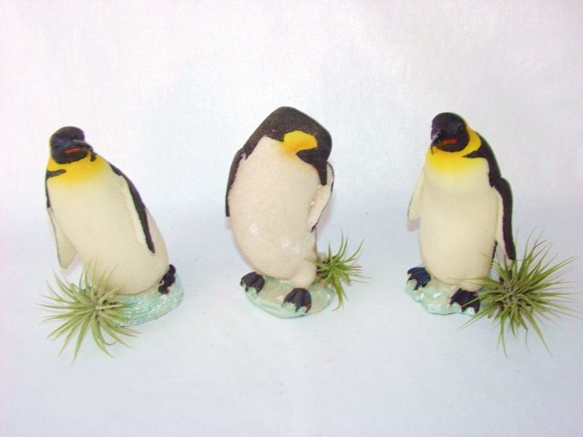 #429 lg Penguins