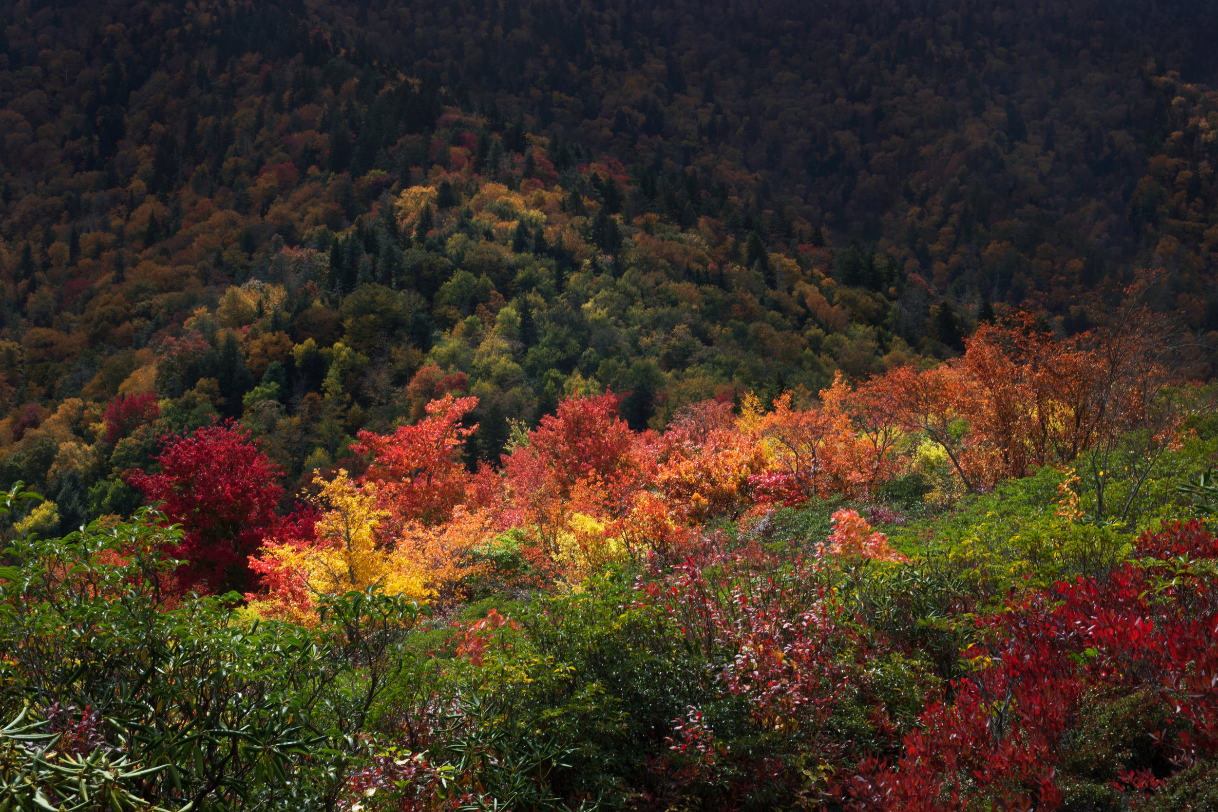 FallColors_Leconte_BrushyMountain_web.jpg