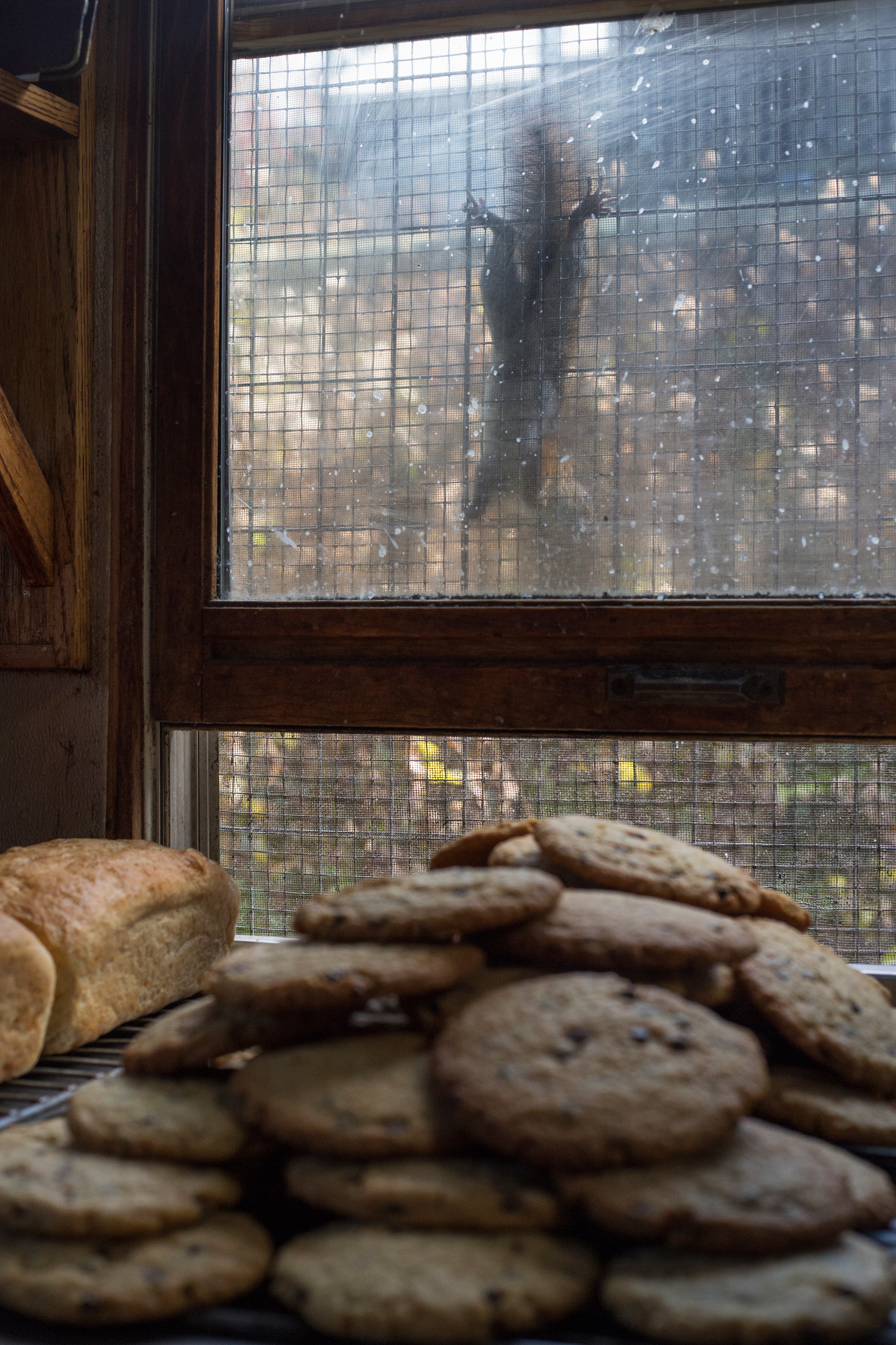 Squirrel_Kitchen_Oct_2016_web.jpg