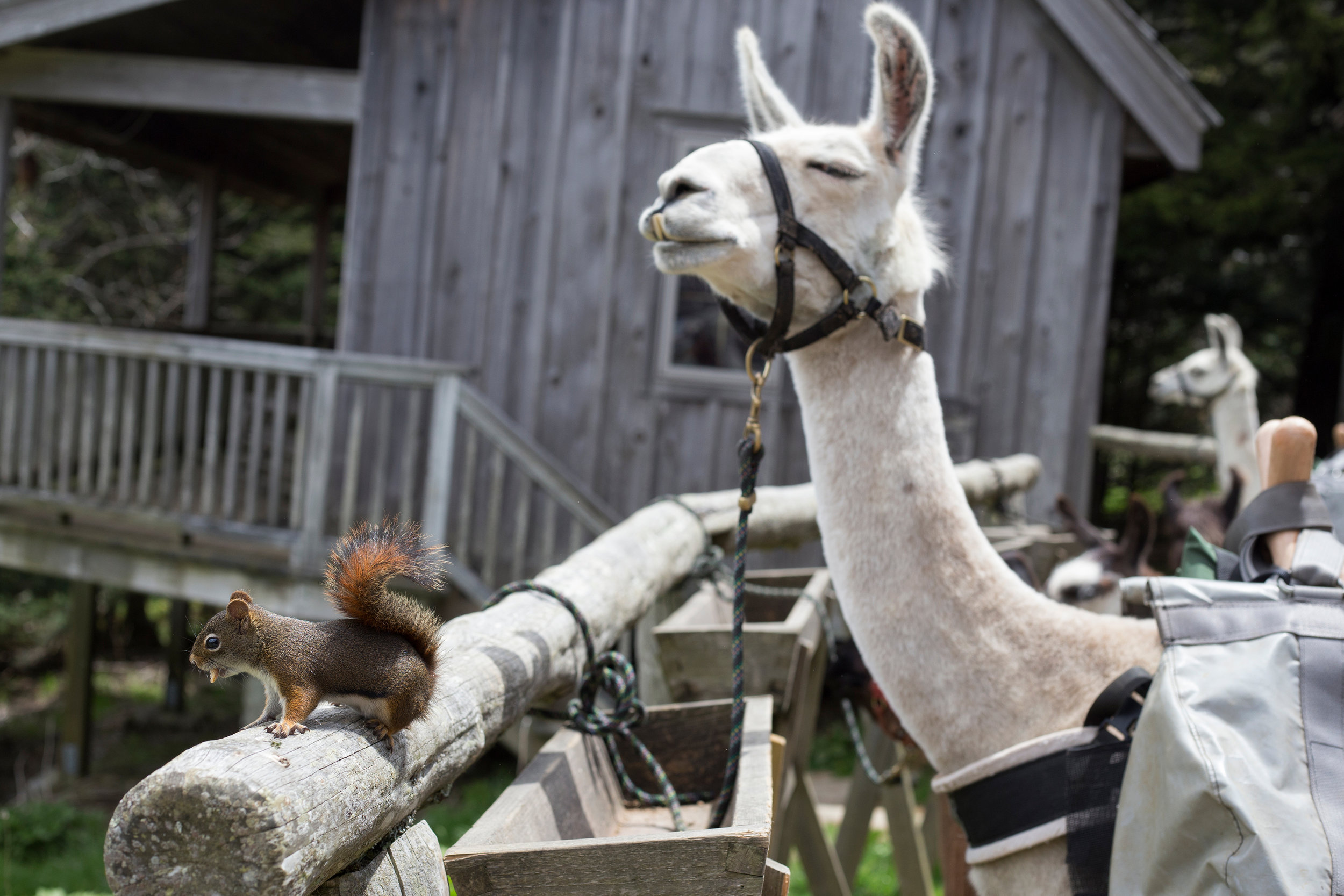 llamas_squirrel_mtleconte_web.jpg