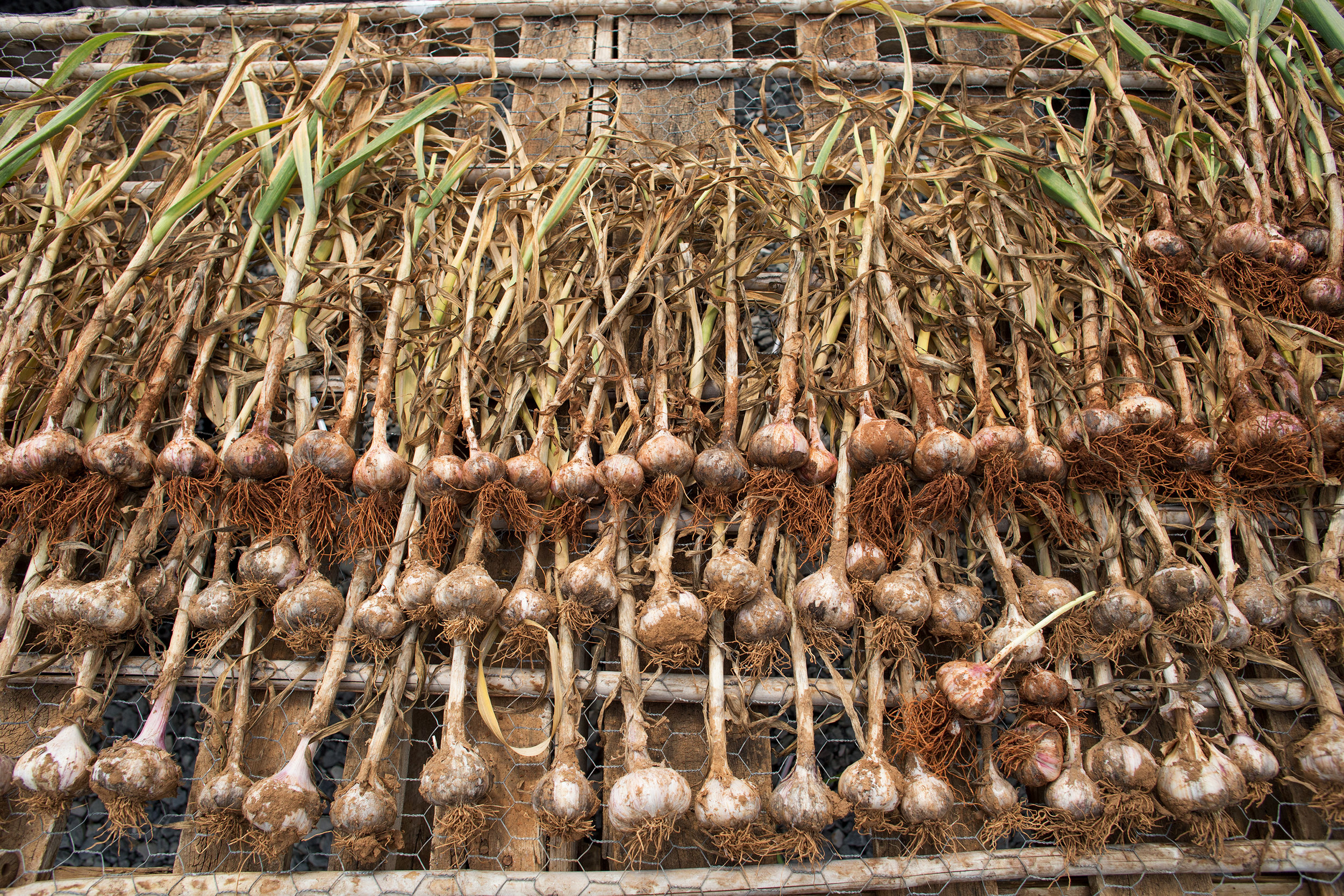 Garlic_web.jpg