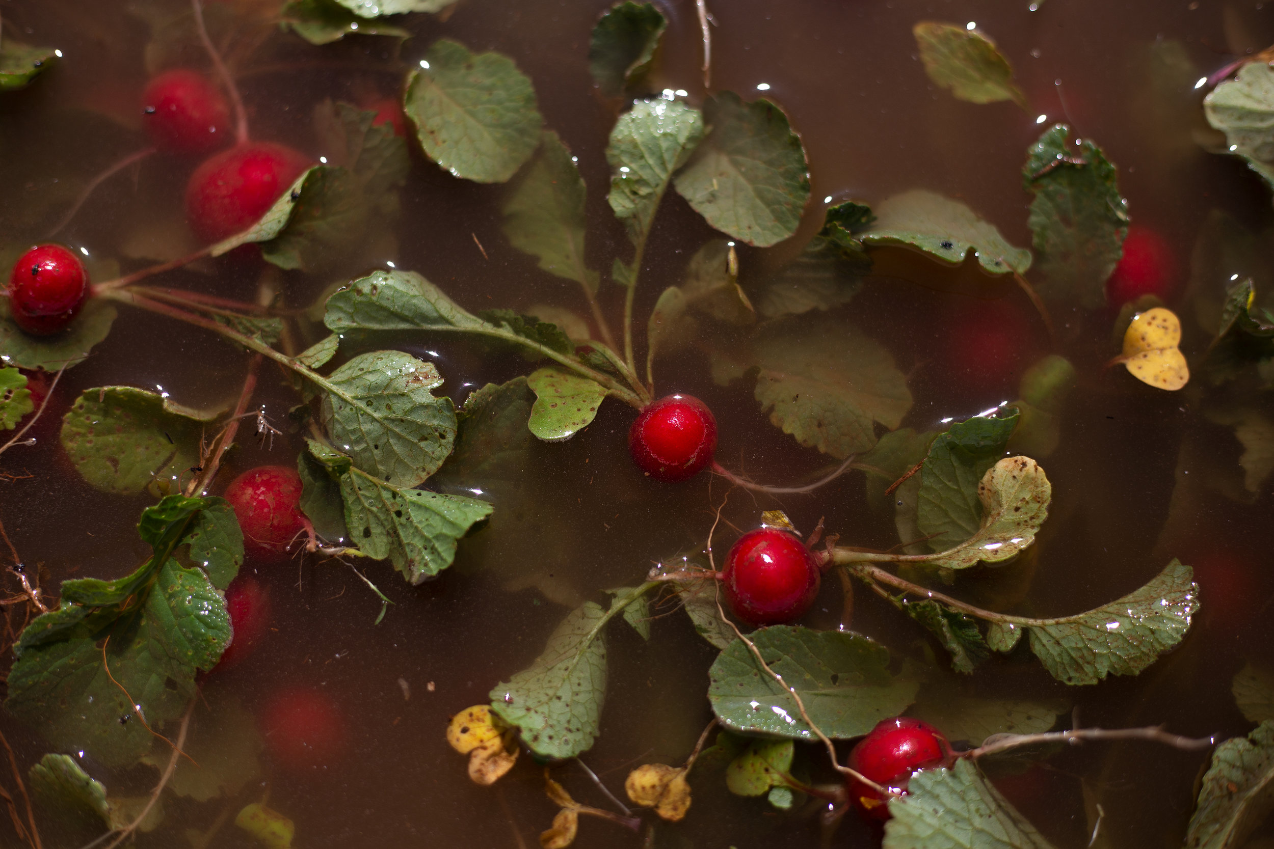  Spring radishes floating, waiting to be washed May 17, 2018. 