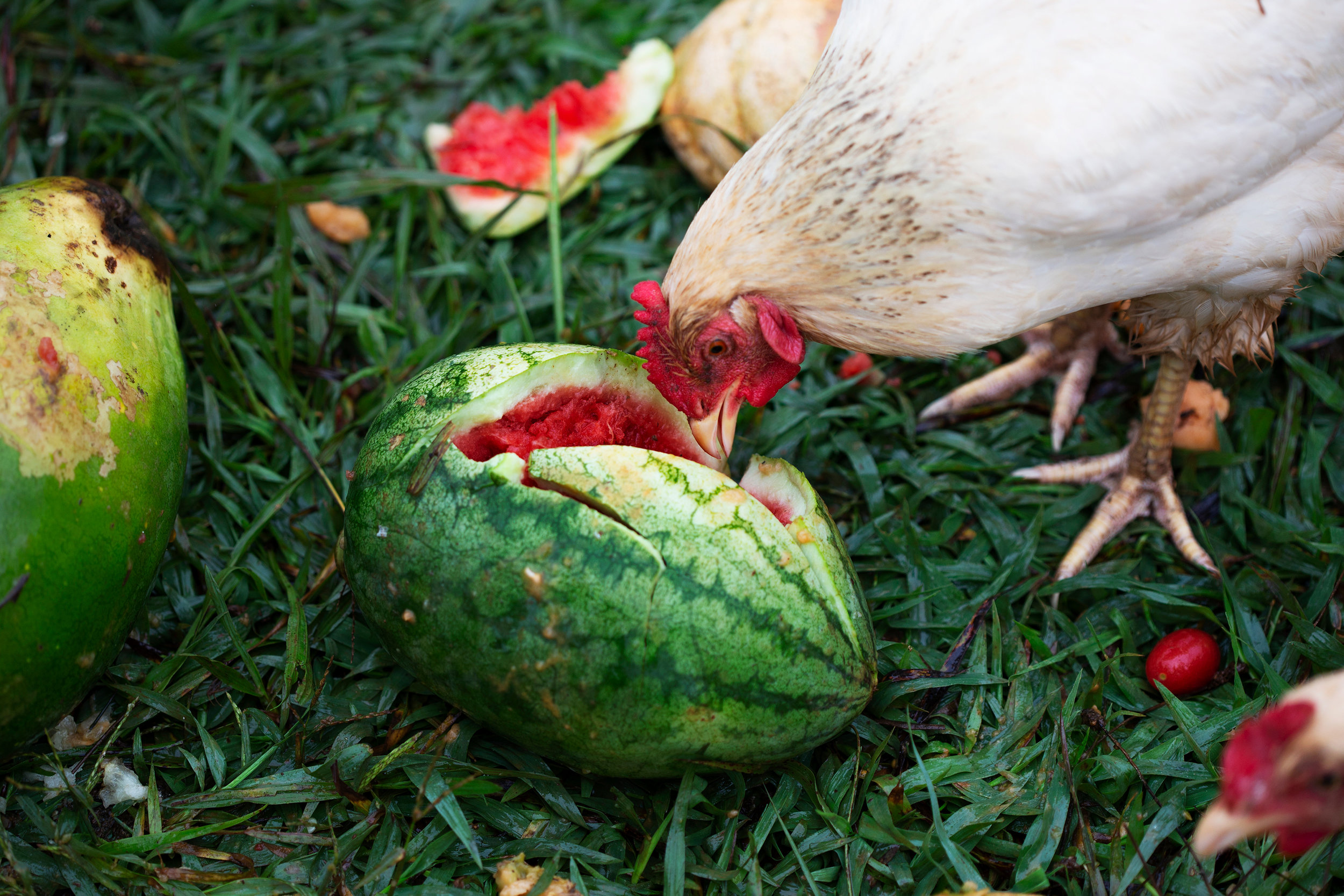  A chicken snacks on an old watermelon Aug. 2, 2018. It is important to Megan and Lalo that their farm be an ecosystem that helps sustain itself. They grow the vegetables and fruits in the dirt that is fertilized by the chickens, who then get to enjo