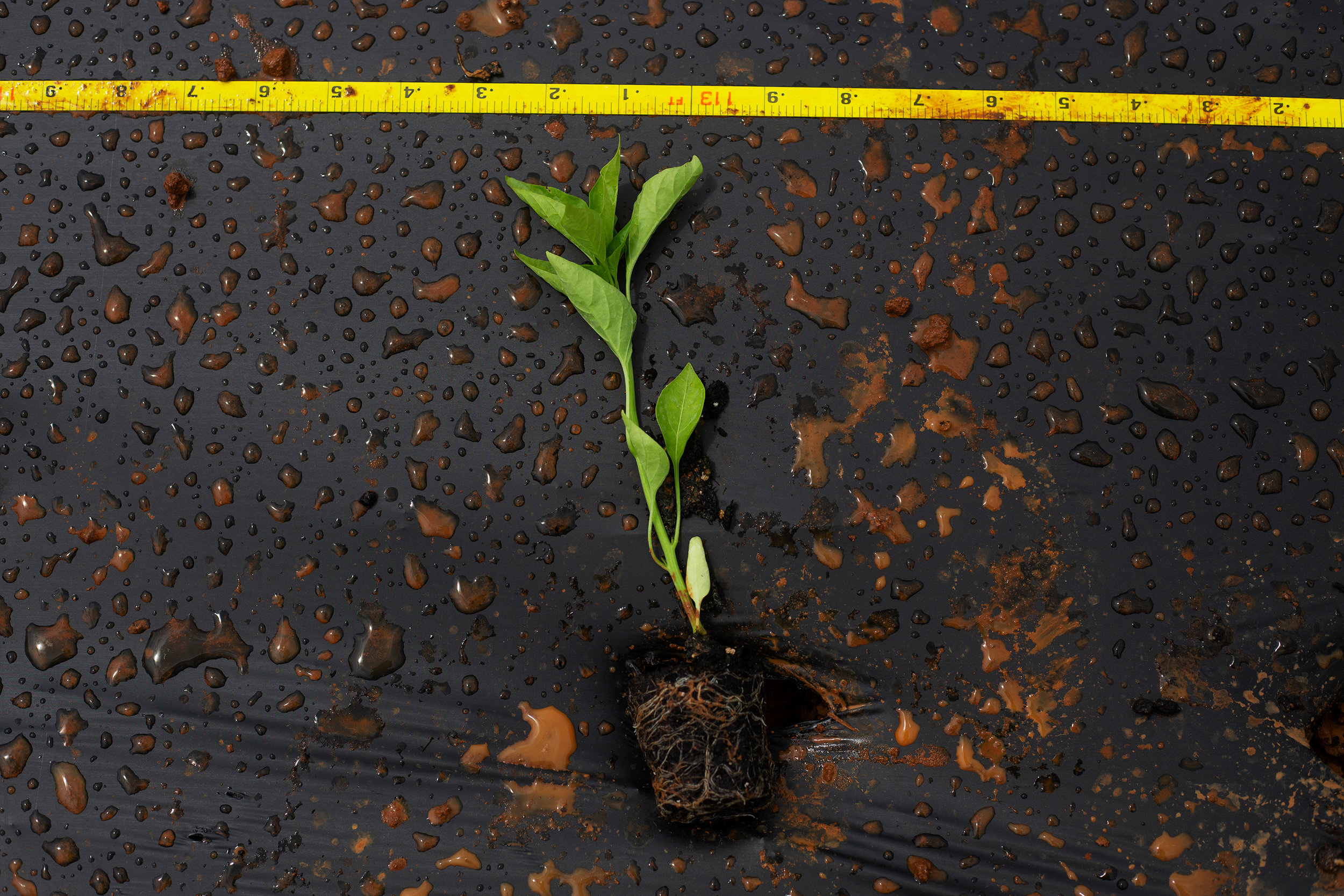  A pepper plant during spring planting May 10, 2018.  