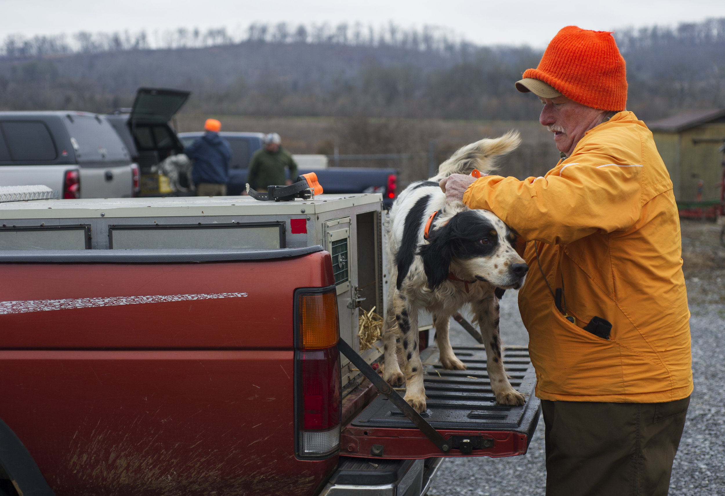  Glenn Palmer puts a collar on his English Setter as they prepare to hunt for quail coveys during a quail census conducted by the the Tennessee Wildlife Resource Agency using bird dogs at Kiker Bottoms Tuesday, Feb. 10, 2015. 