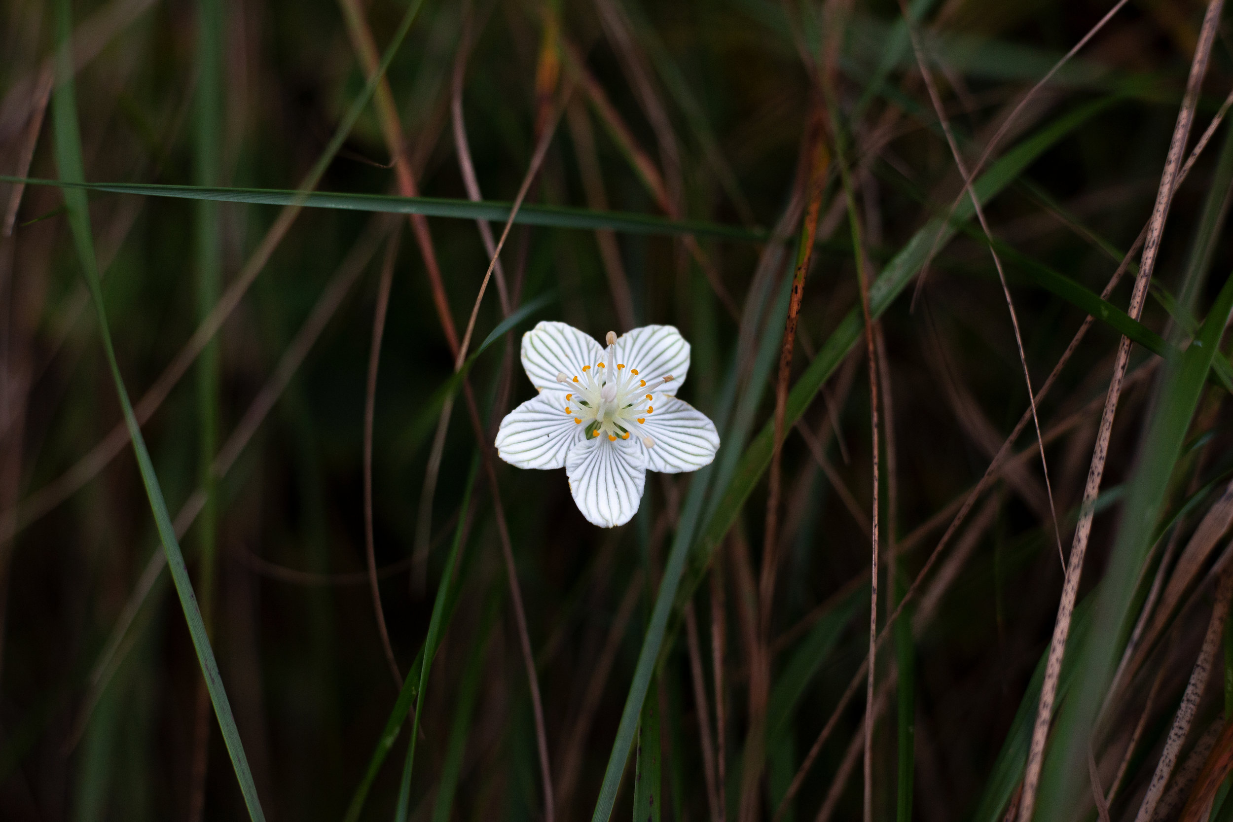 mtleconte_grassofparnassass_web.jpg