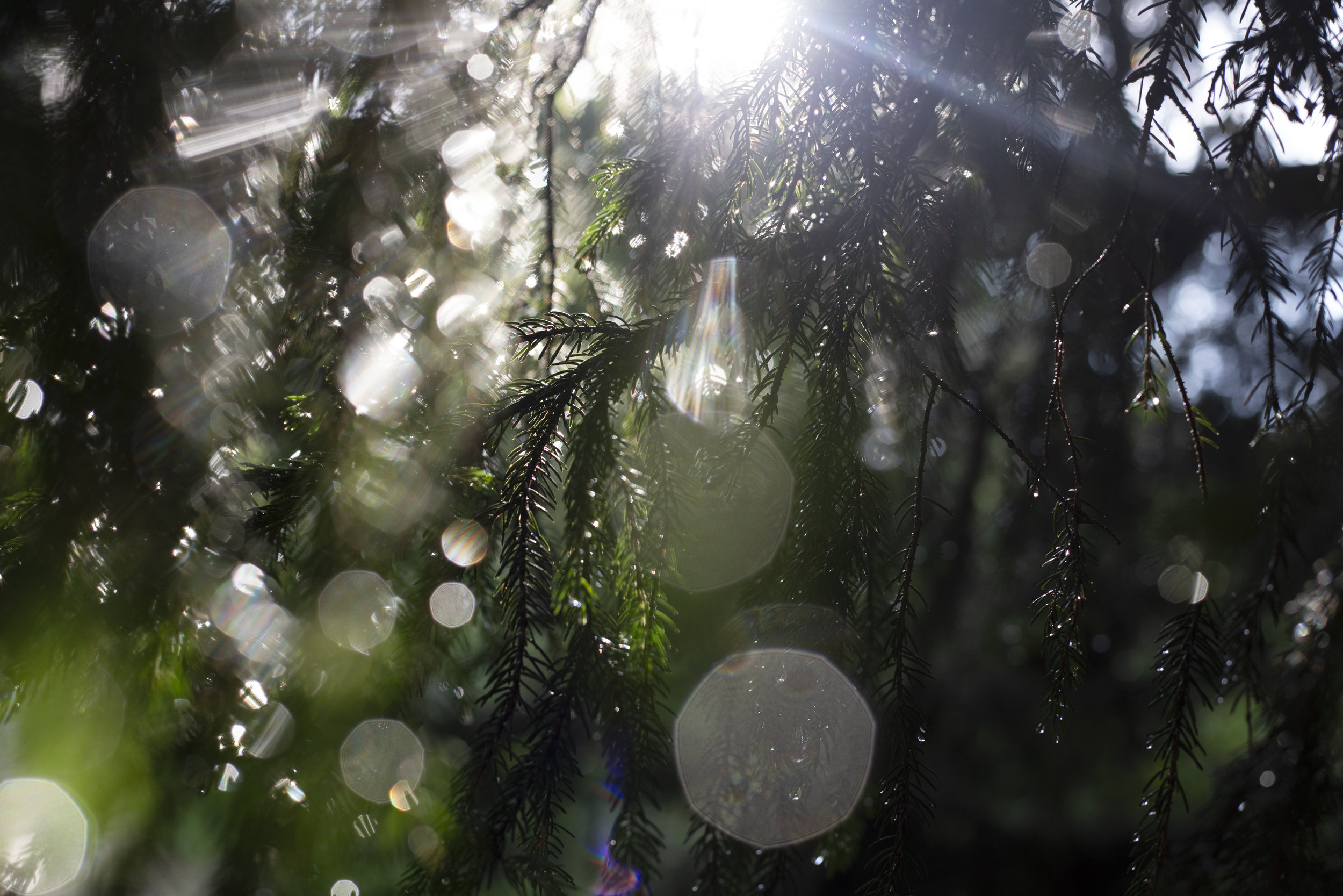 mtleconte_trees_sun_rain.jpg