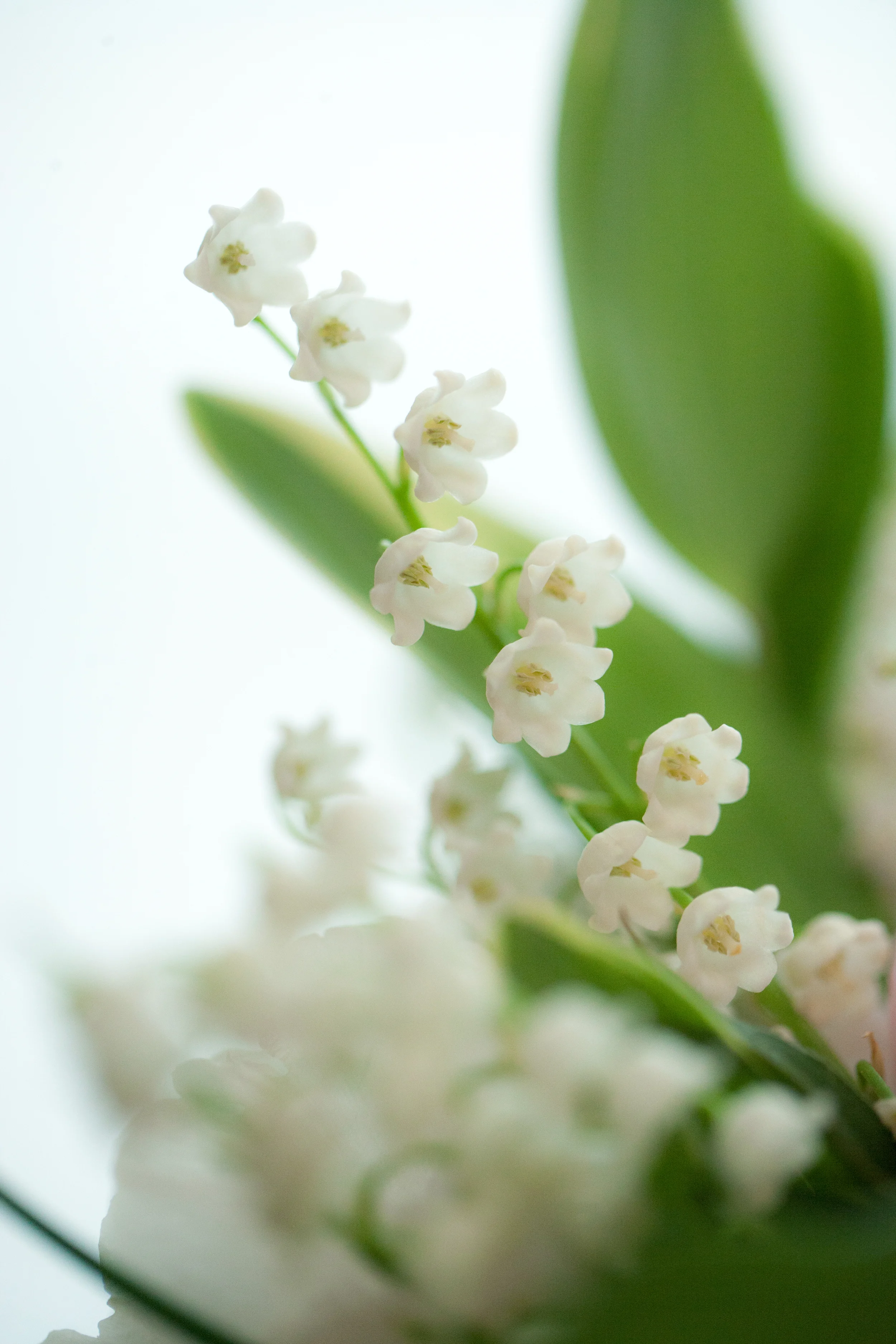 flora bella | erin smith photography