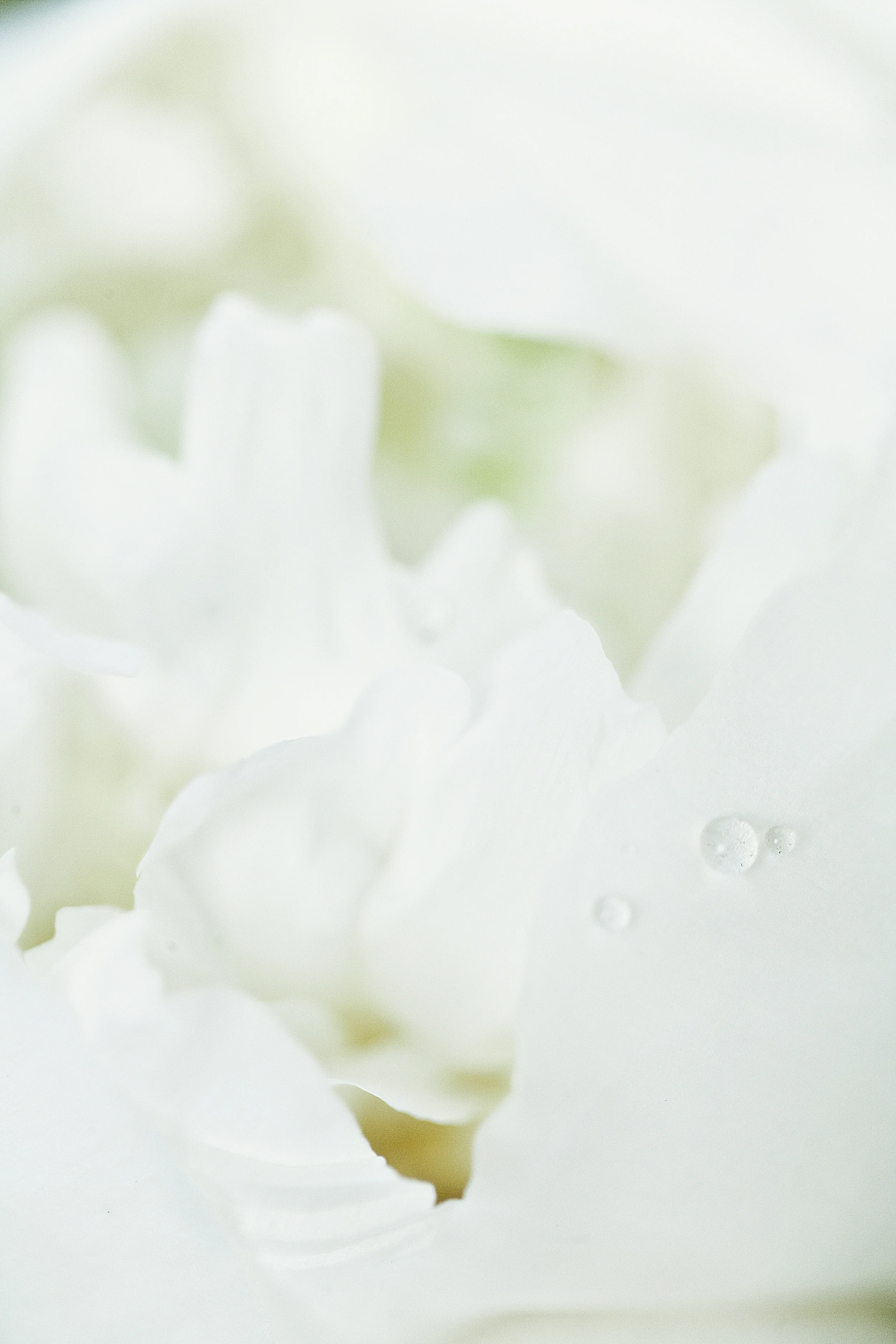 flora bella | shelly mosman