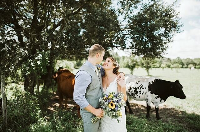 Now that&rsquo;s a cowgirl... If there is anything weird and wonderful about a couple, I. Want. To. Know it. Because who doesn&rsquo;t need photos with their cowies? Right?! #cowgirl #butreally #weddingday #weddingphotography #cowbelles #lookslikefil