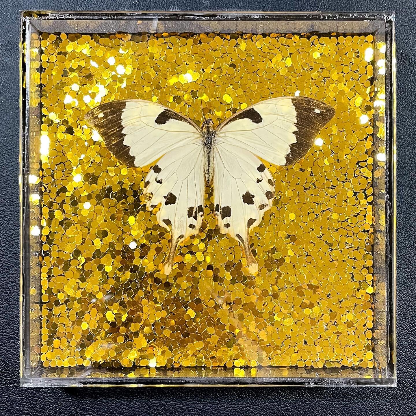 Papillon dardanus meriones on gold glitter in acrylic case 😍 
.
.
.
.
#insectcollector #insecttaxidermy #deadbug #deadbutterfly #butterfly #africanswallowtail #customart #goldglitter #femaleartist #texasartist