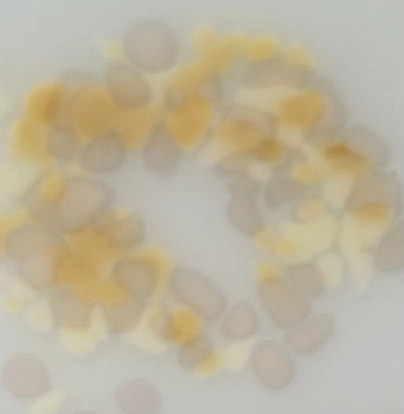 sand dollar sample.jpg