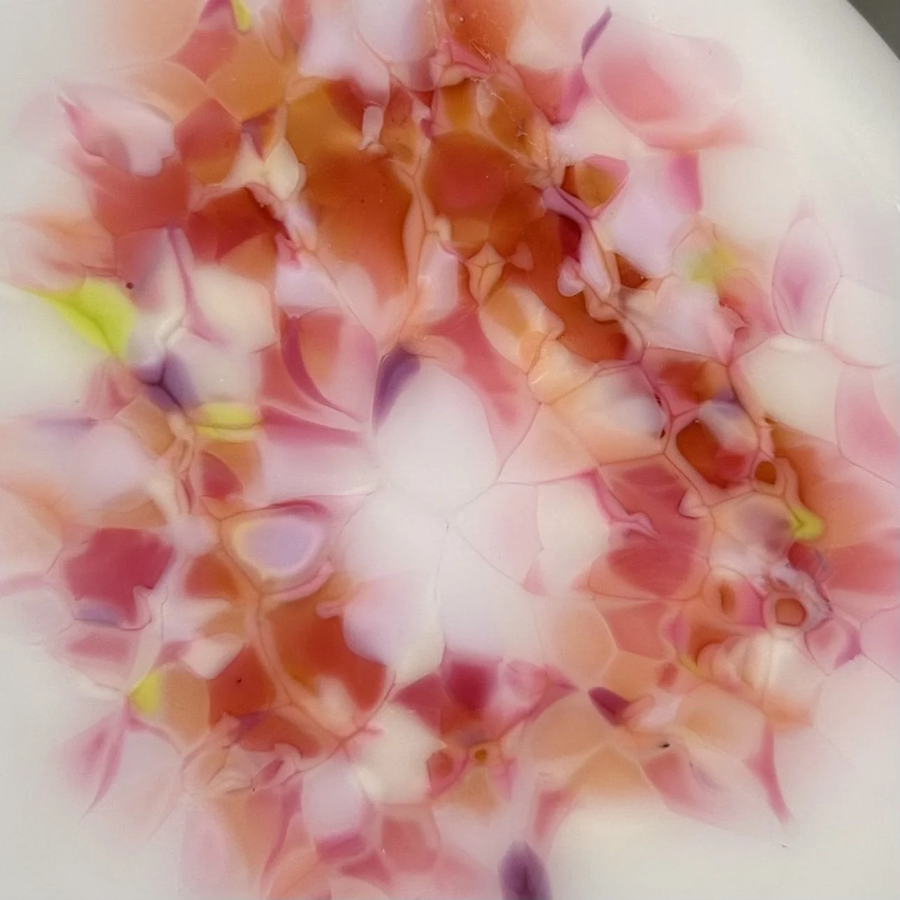 apricot sample.jpg