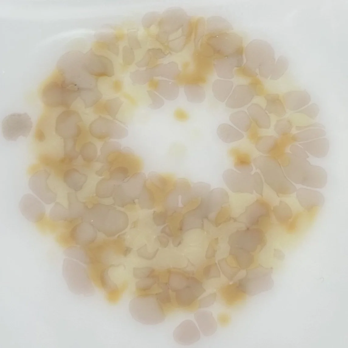 sanddollar2.jpg