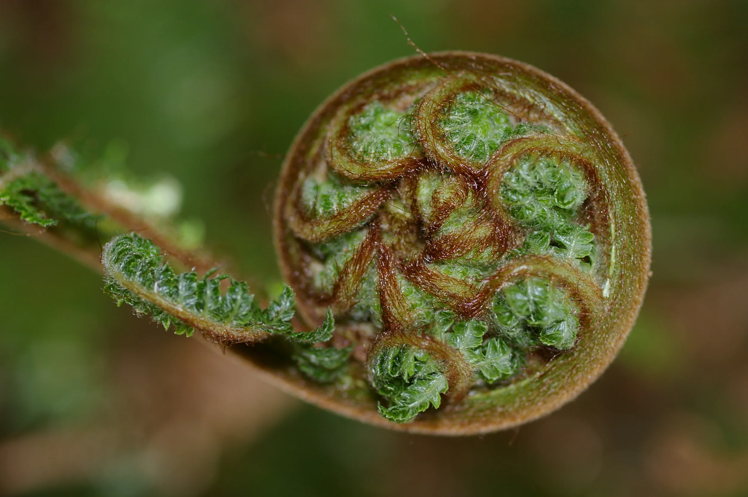 Koru_Unfurling.JPG