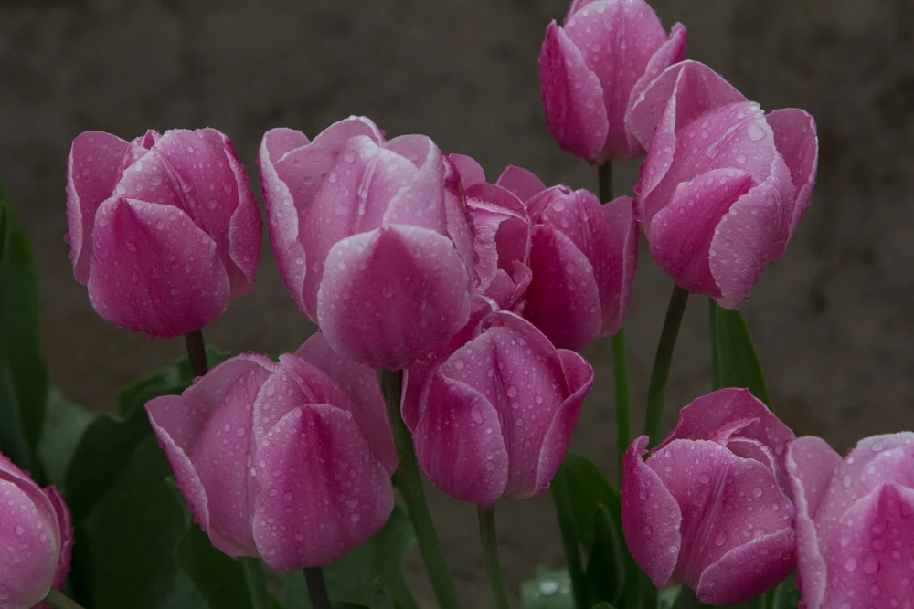 tulip-1.jpg