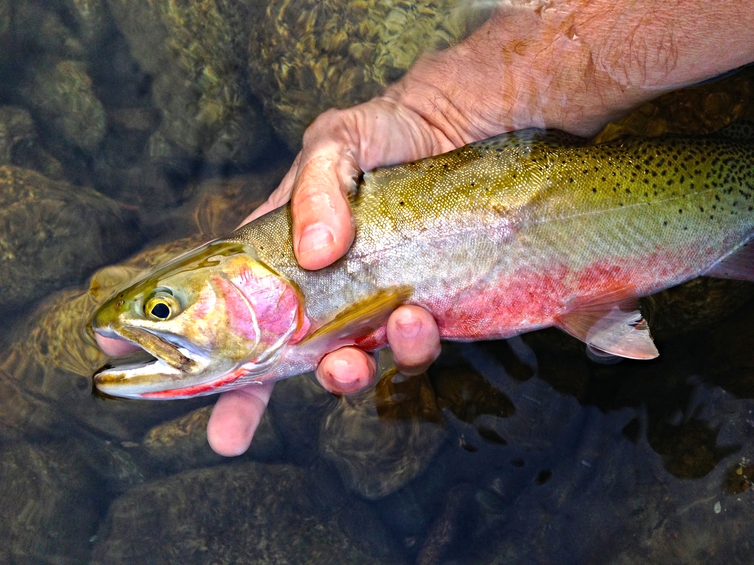  One of the many beautiful Westslope Cutthroat Trout that I was honored and blessed to catch. 