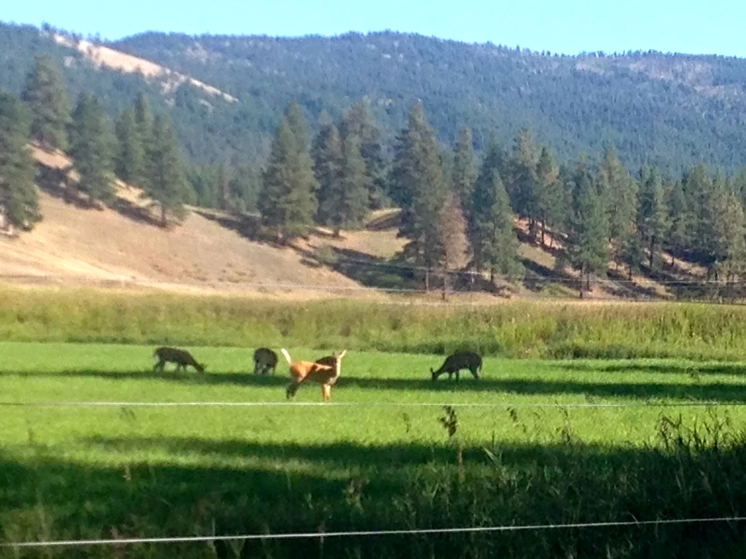 Came across these Whitetails as I headed down a fishing road