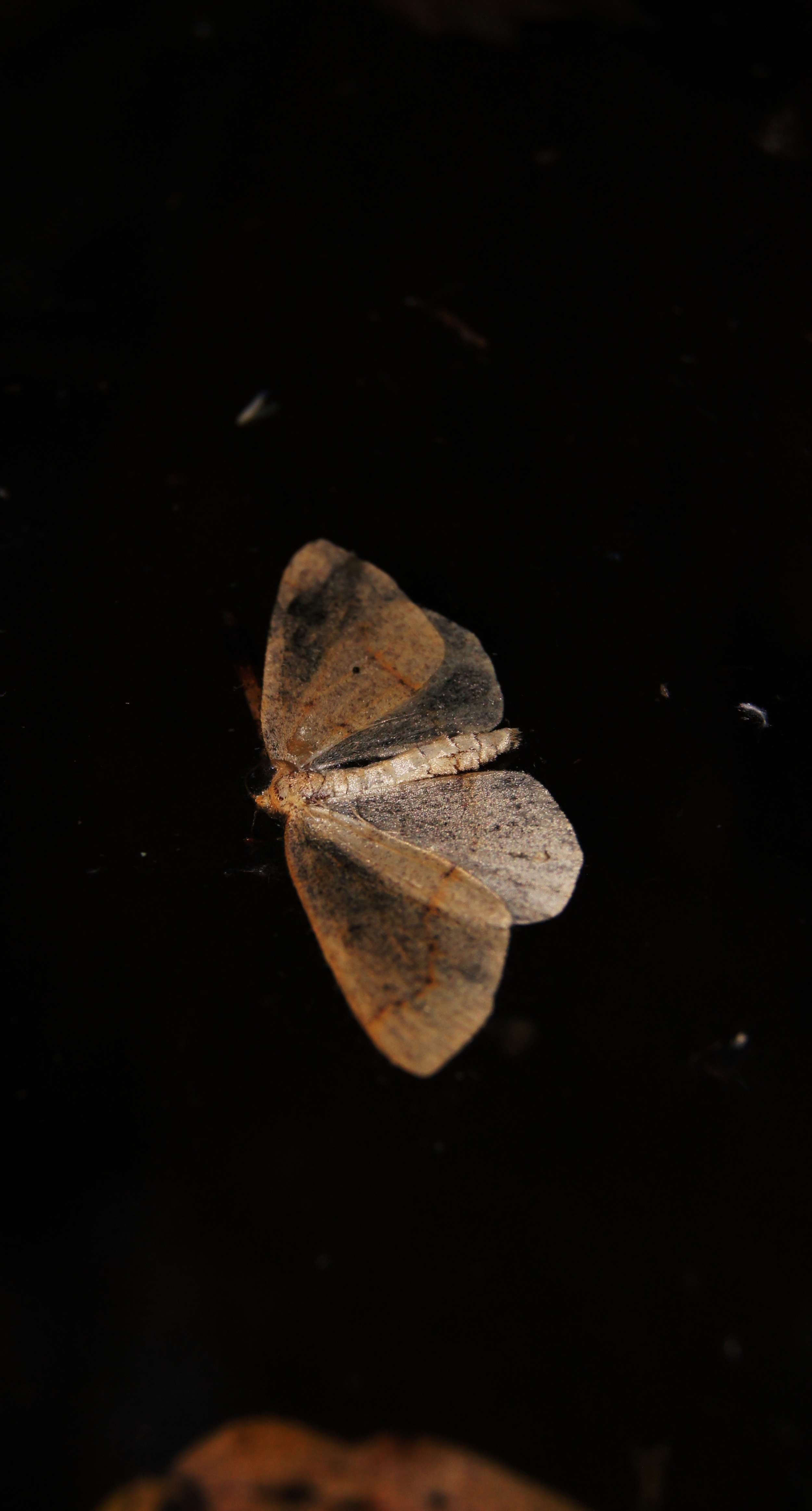 Moth 1.jpg