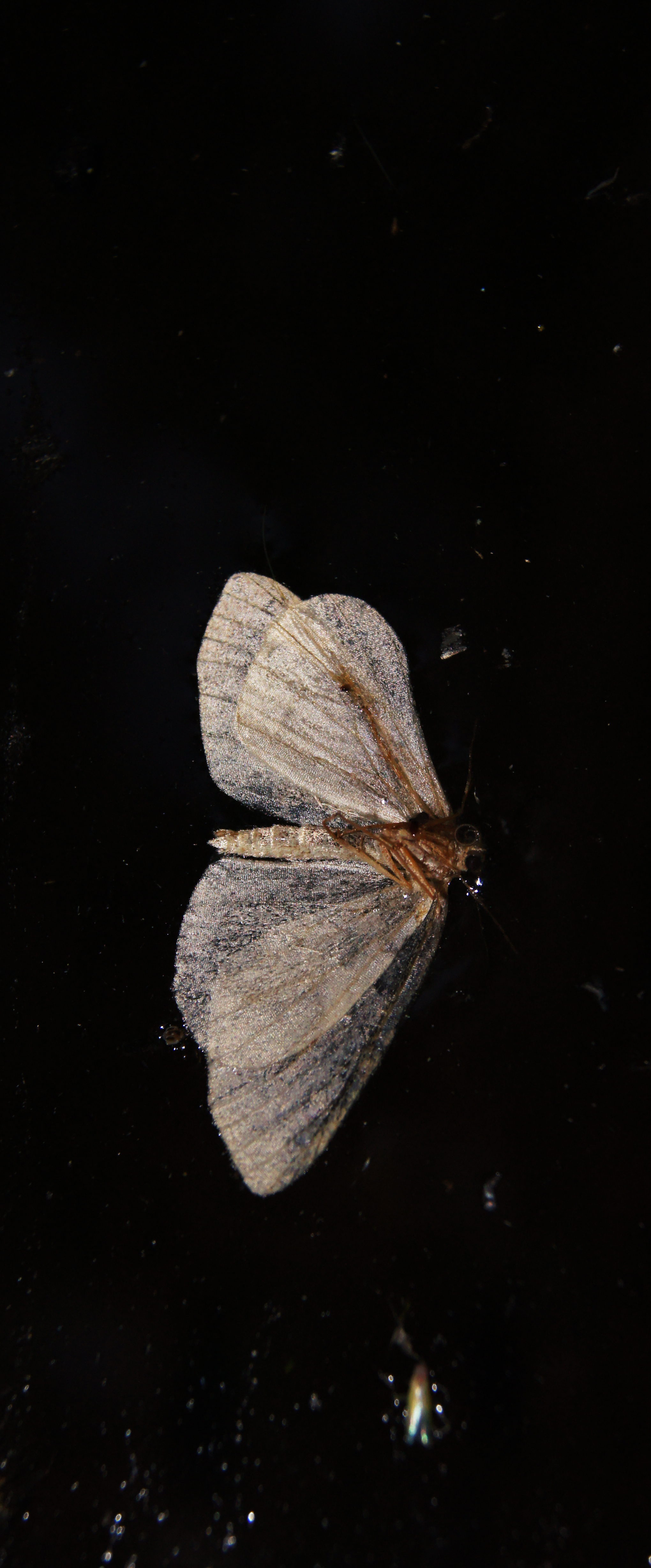 Moth 3.jpg