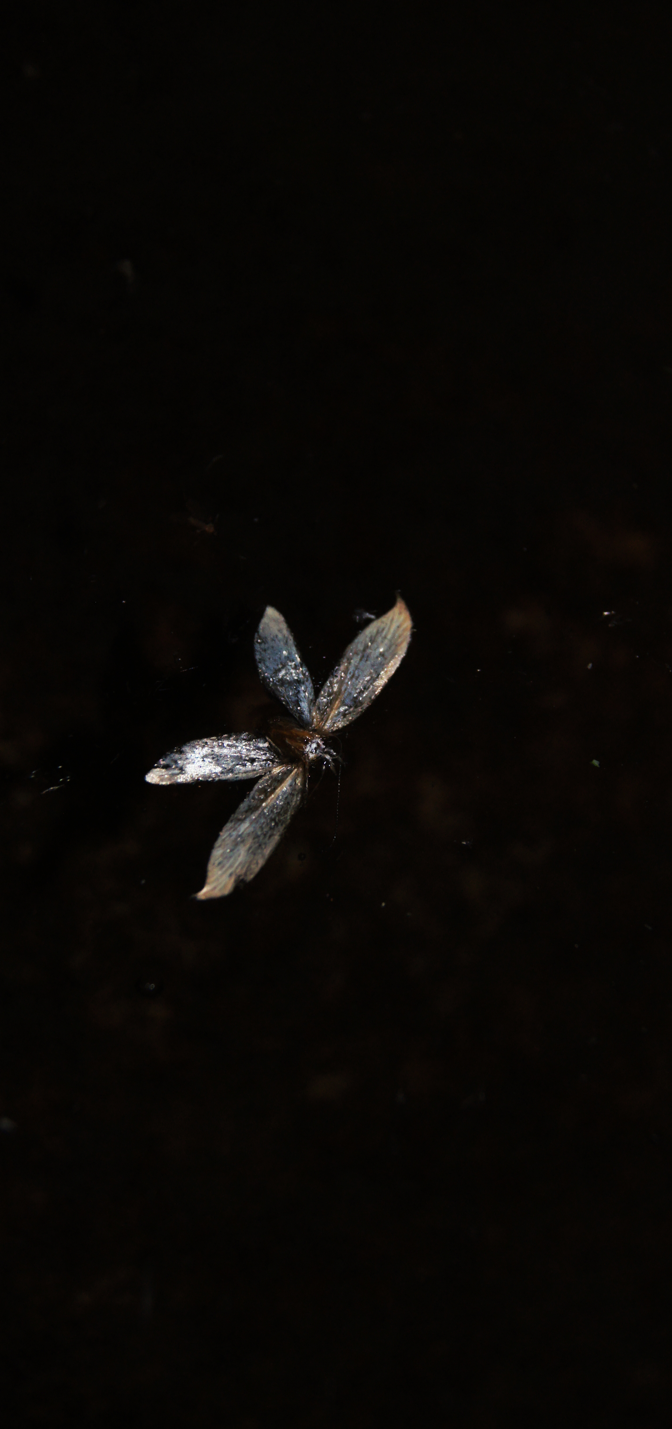 Moth 5.jpg