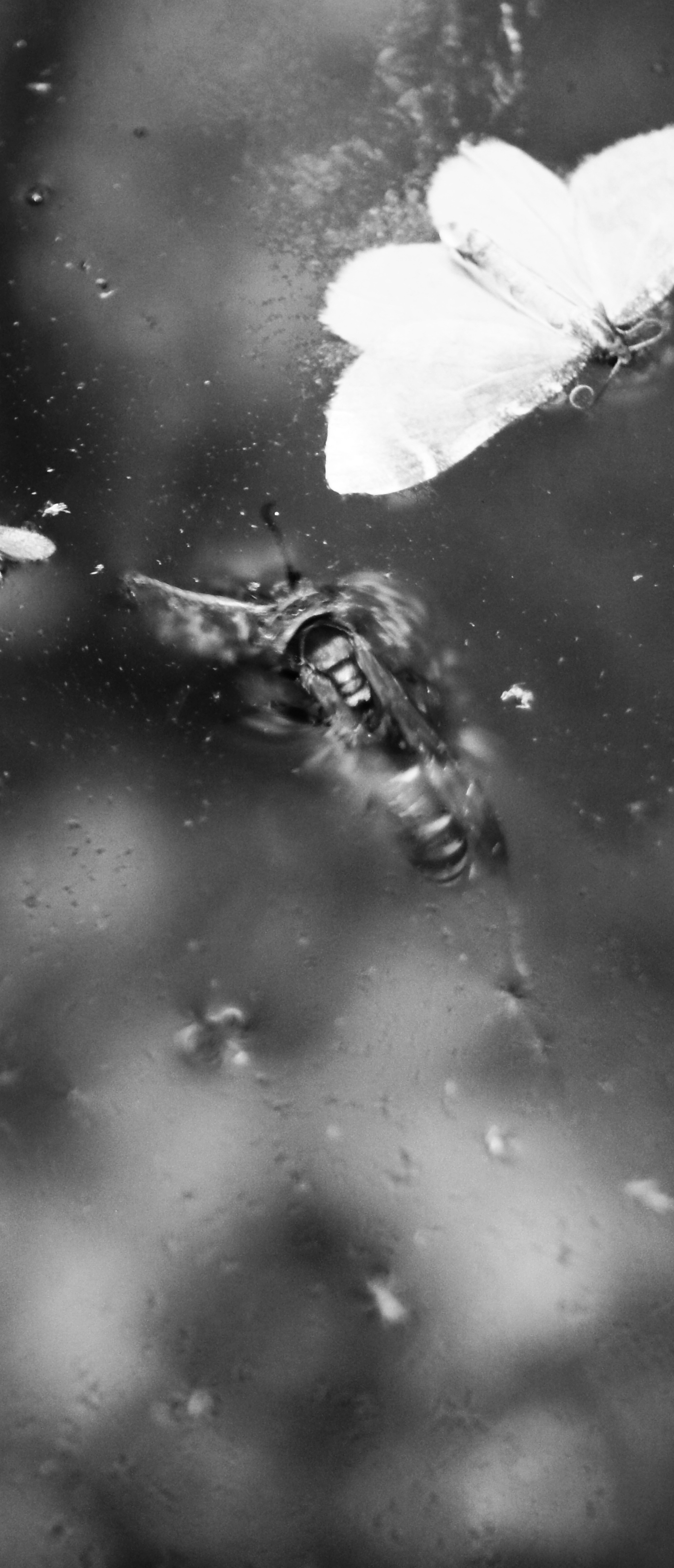 Wasp 2.jpg