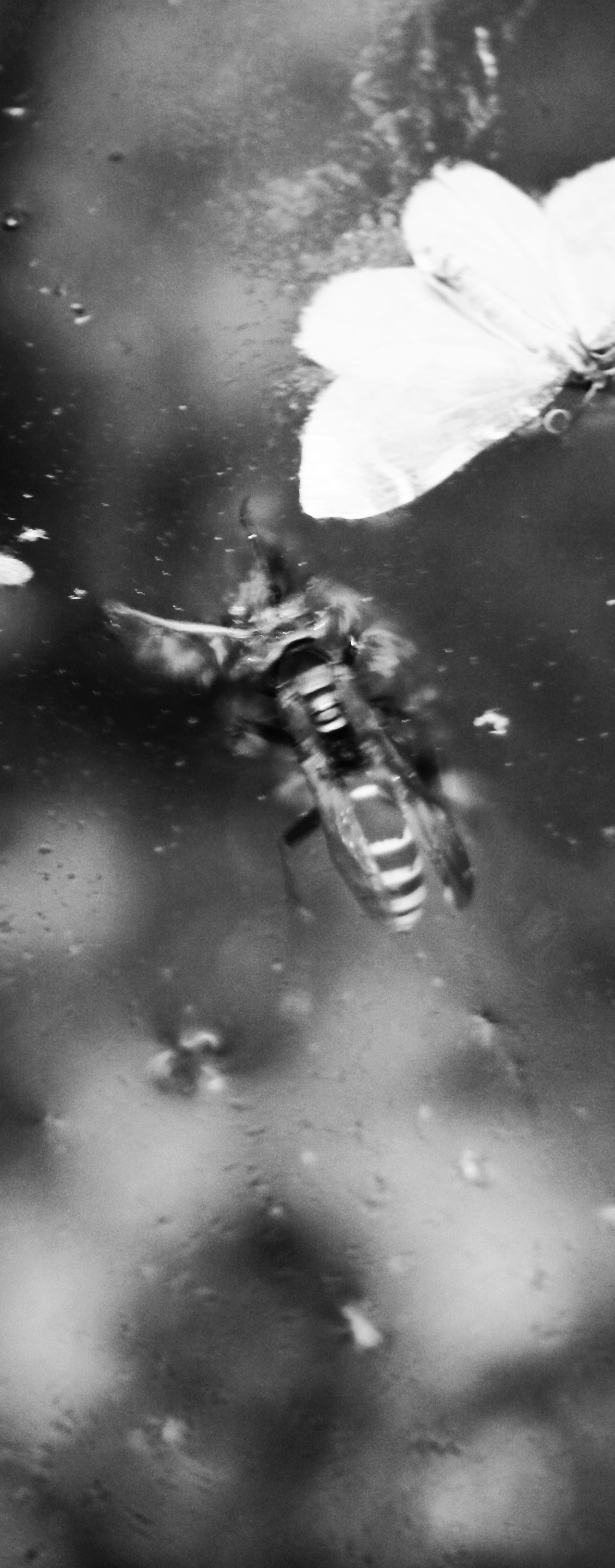 Wasp 3.jpg