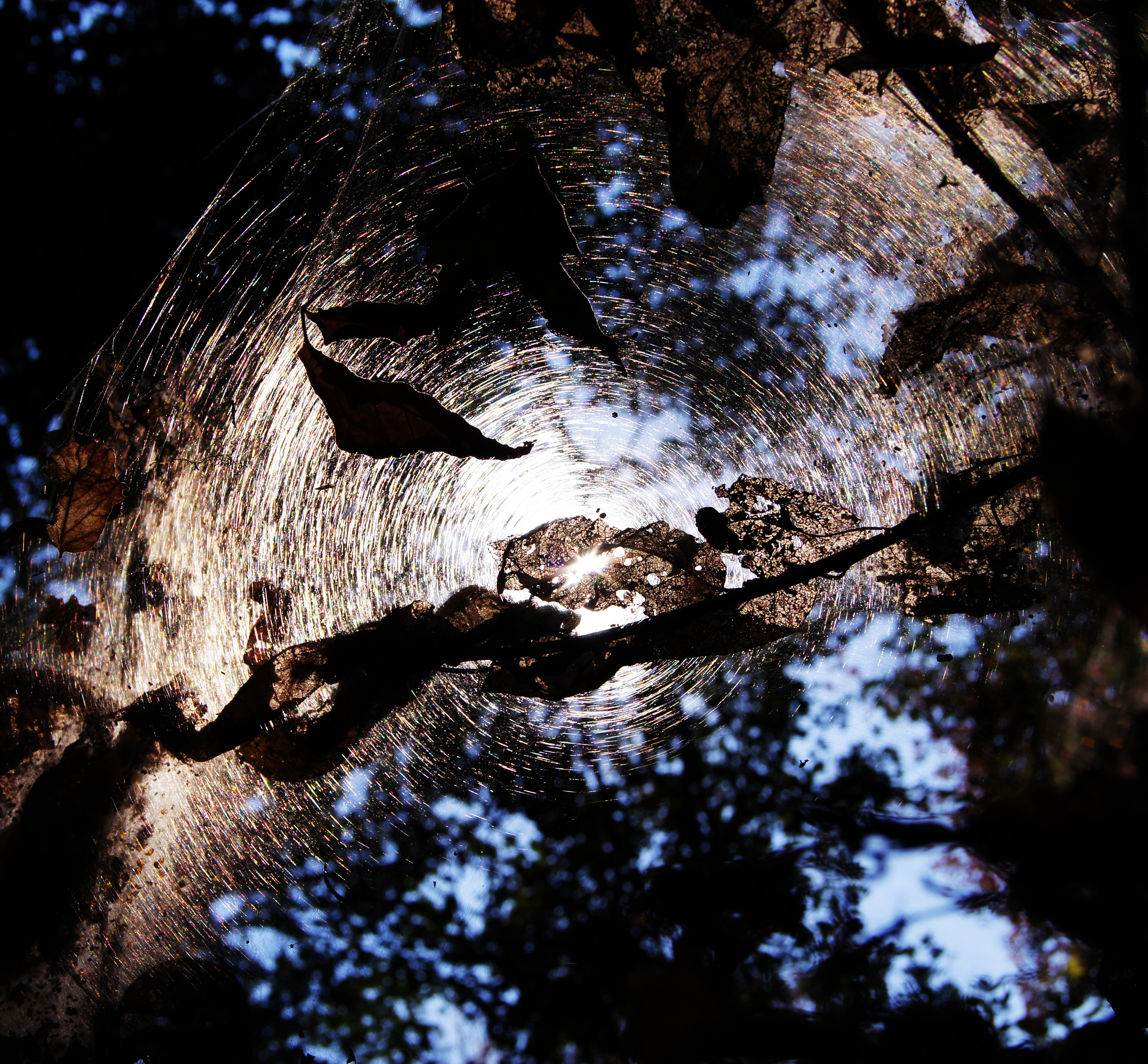 Web nature.jpg
