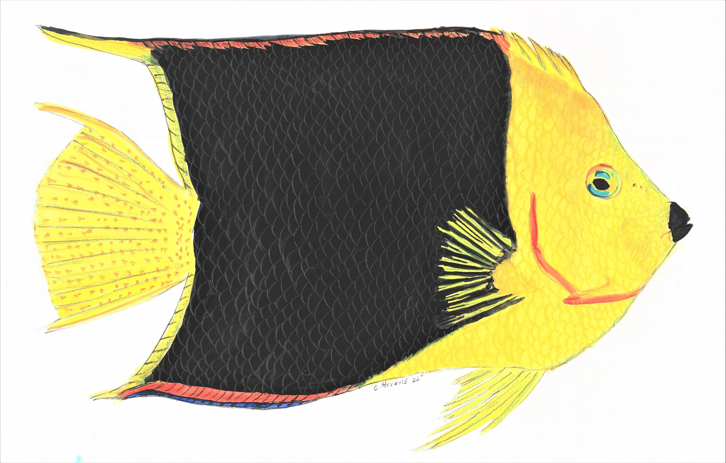  Rock beauty by Cailey Stevens 