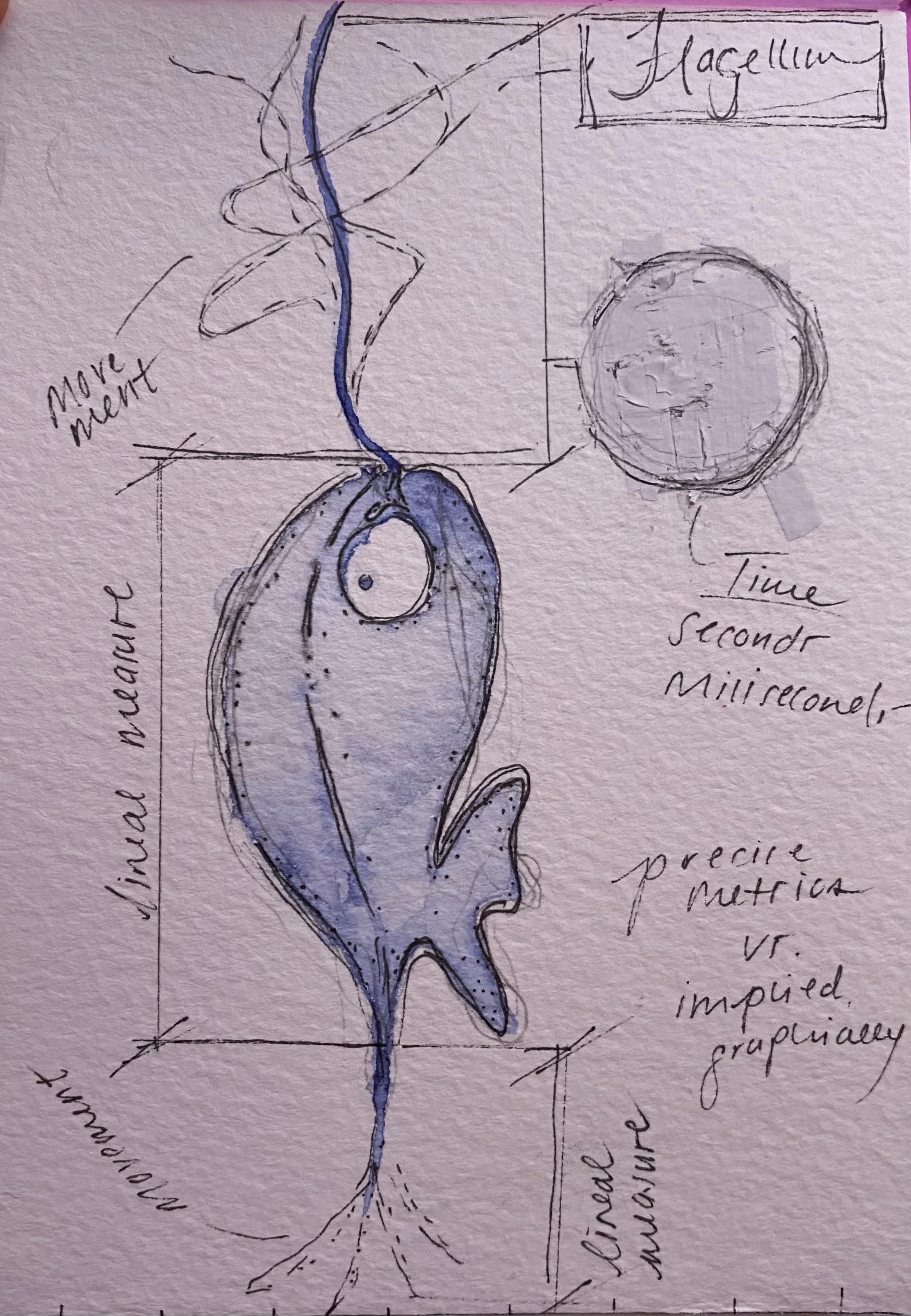  Initial microorganism preliminary sketch 