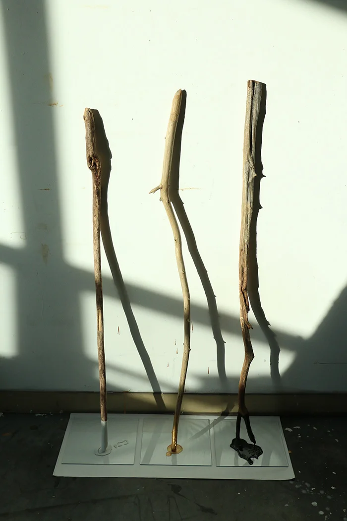 walkingsticks.jpg