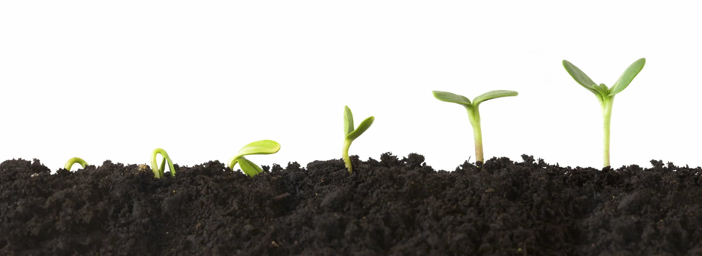 plant_growth.jpg