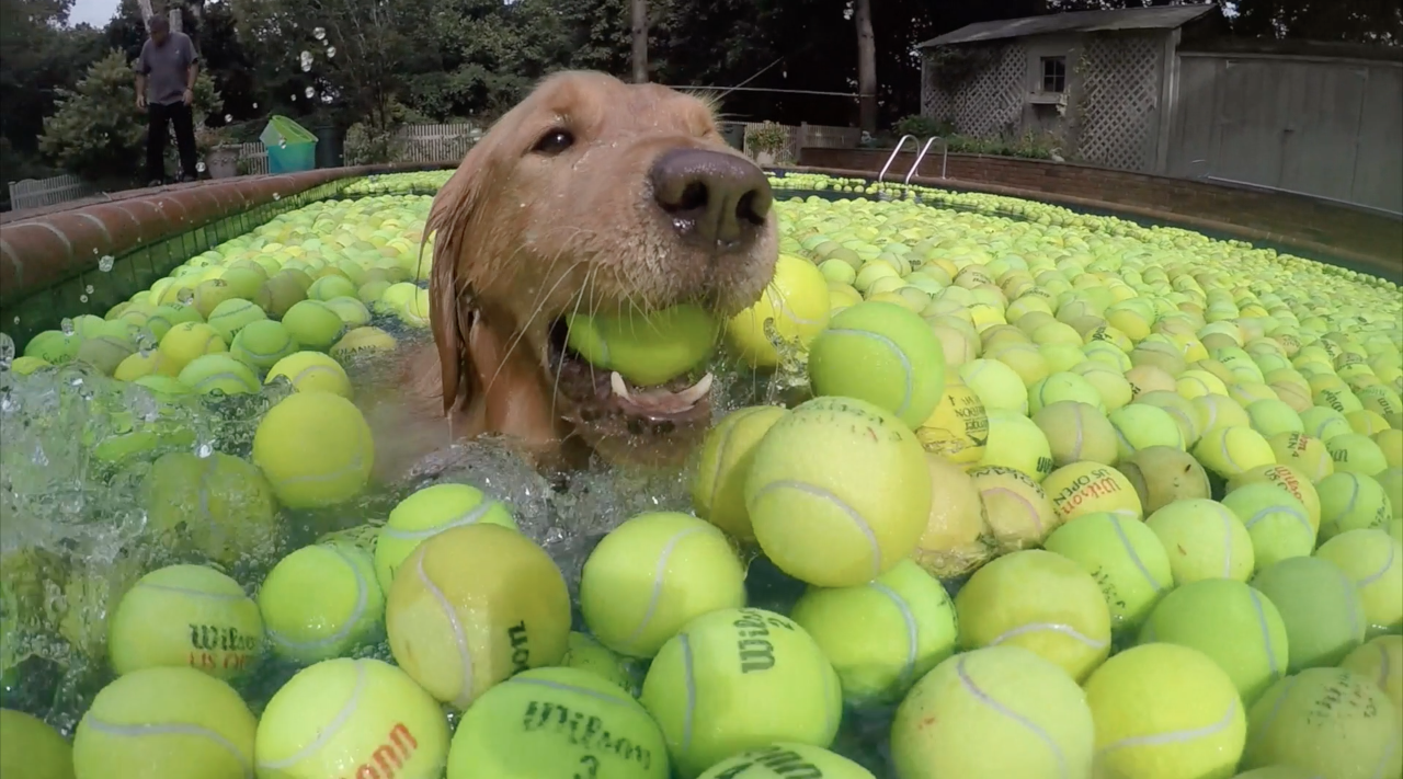 Kyle Swimming is Tennis Balls for Dan's Dog Walking and Pet Sitting.png