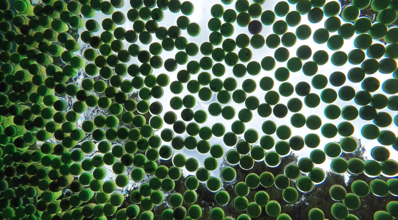 Tennis Balls in the Pool.png