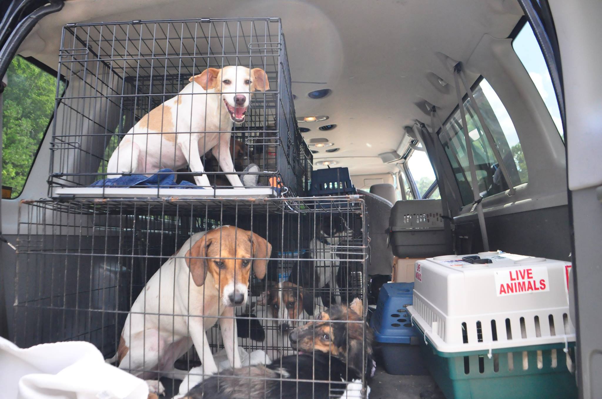 More Rescue Dogs from Hurricane Harvey Animal Rescue.jpg