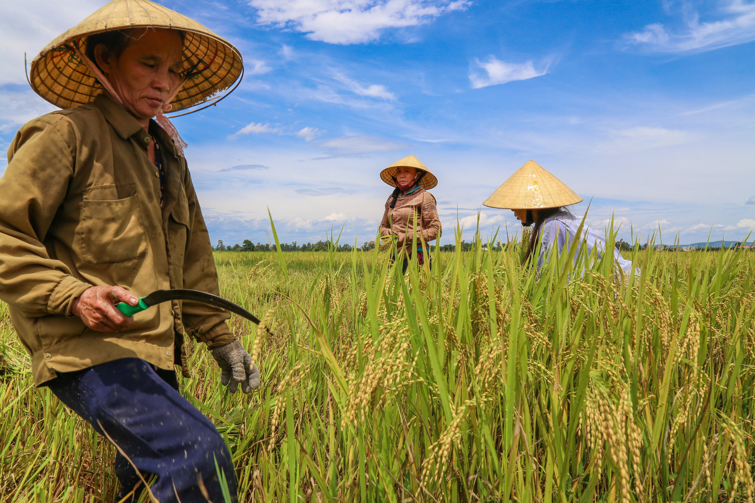 The mother of a family affected by Agent Orange collects rice for further processing in the city of Dong Hoi on July 15th, 2015.