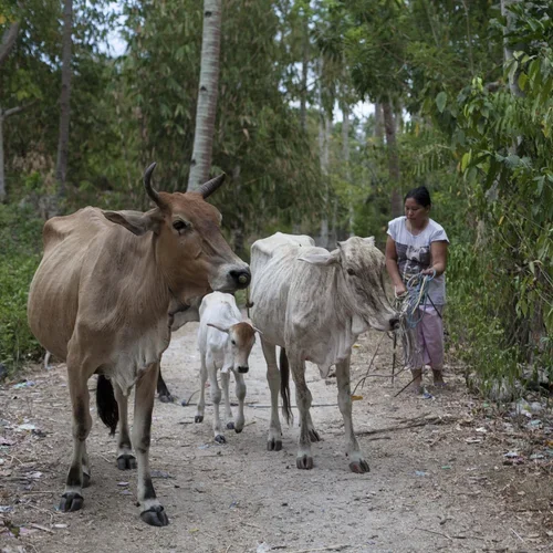 Auf den Philipinen lebende, indigene Sama Bäuerin mit Kühen