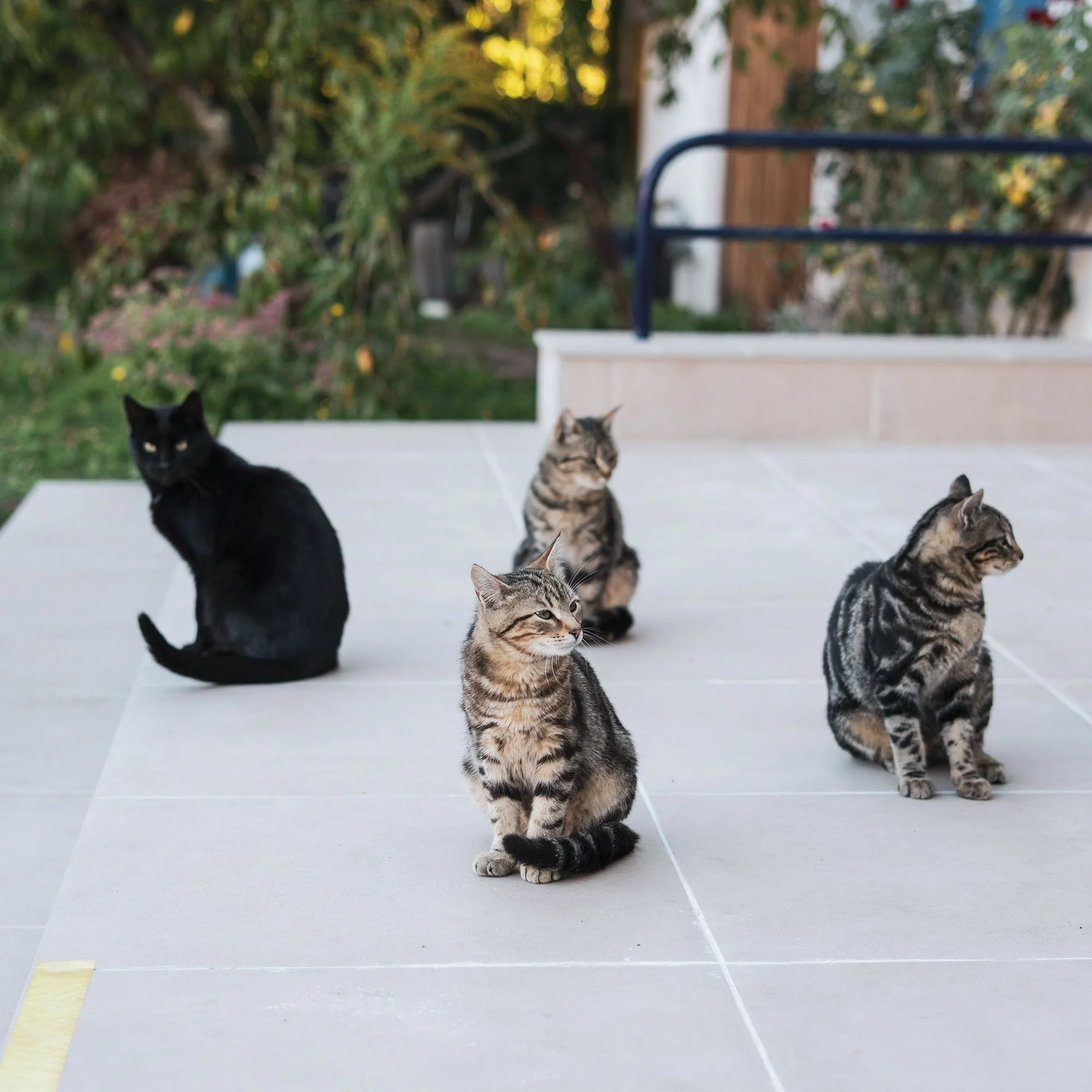 HIERSEIN0021_WildeKatzen Kopie.jpg