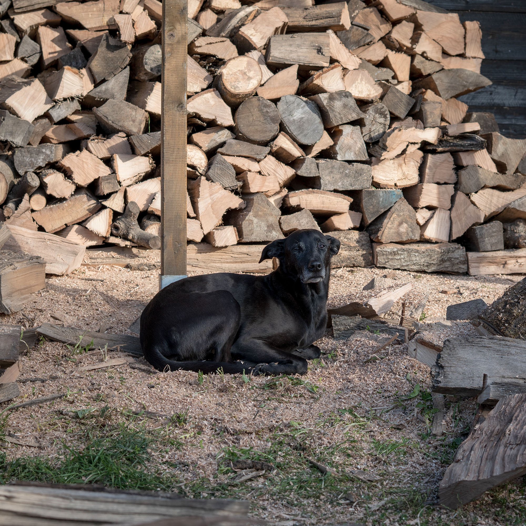 HIERSEIN0014_Hund Kopie.jpg