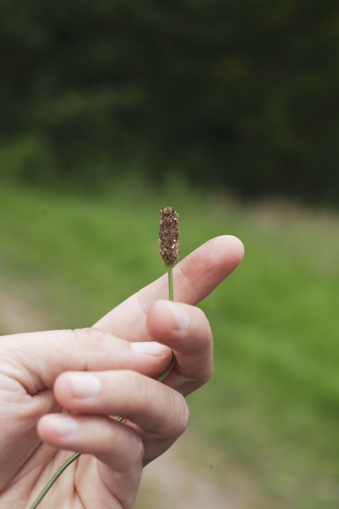 Hand hält eine kleine, braune Pflanze mit grünem Stiel vor grünem Hintergrund.