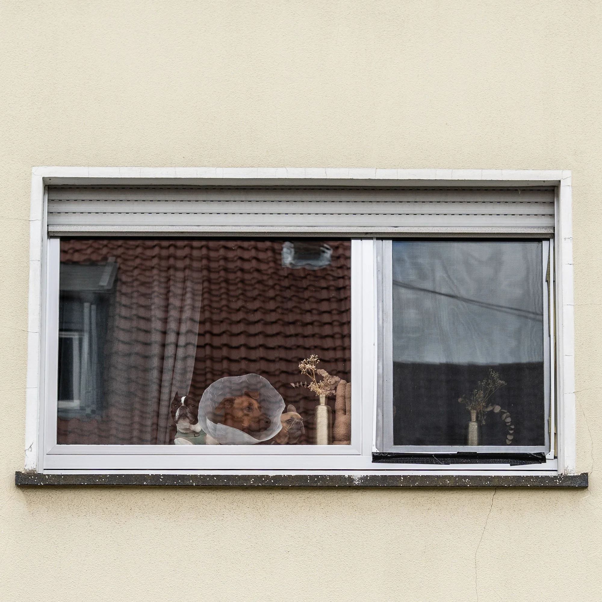HIERSEIN0039_HundeamFenster Kopie.jpg