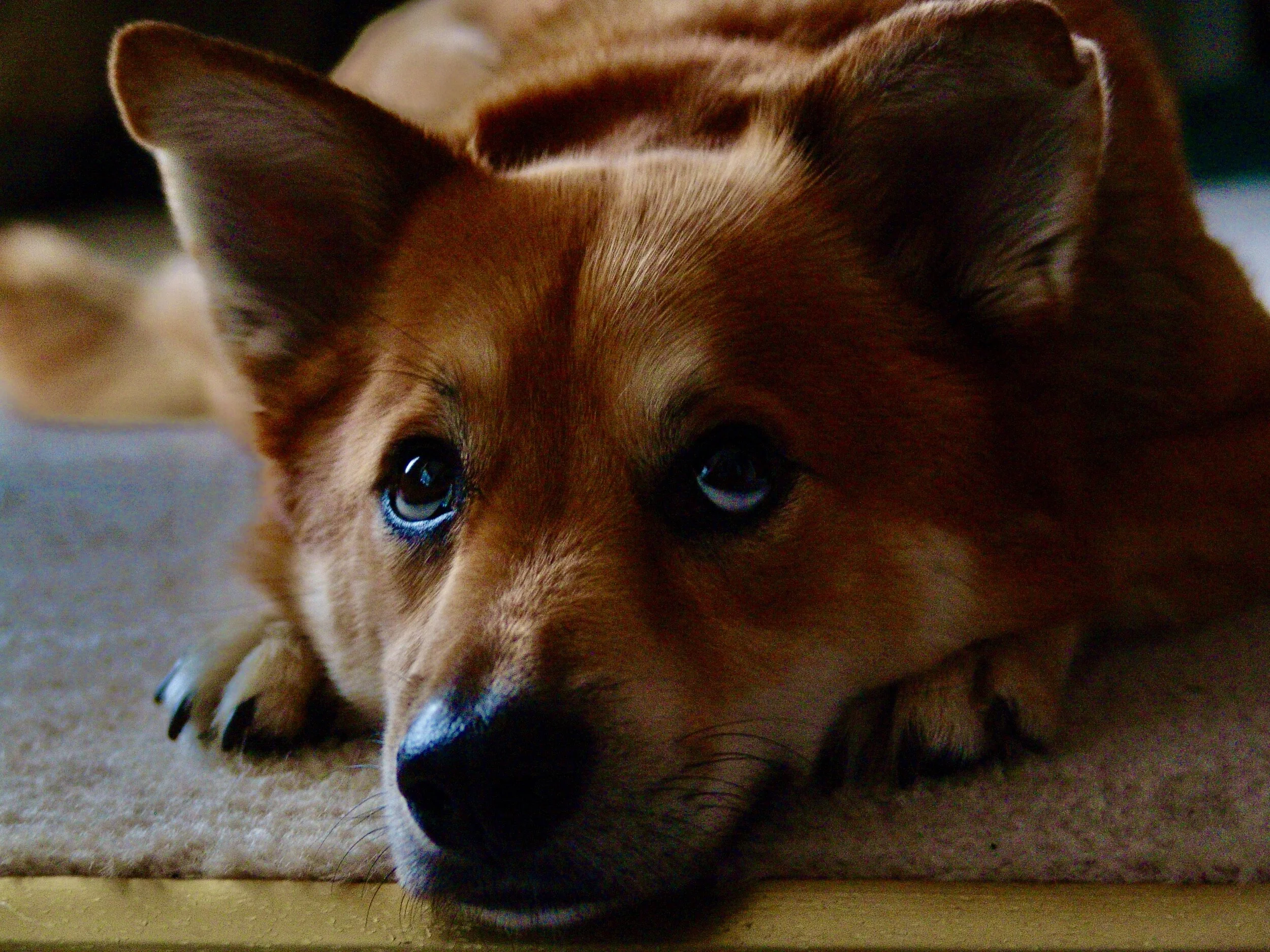 In Memoriam: My Gracy