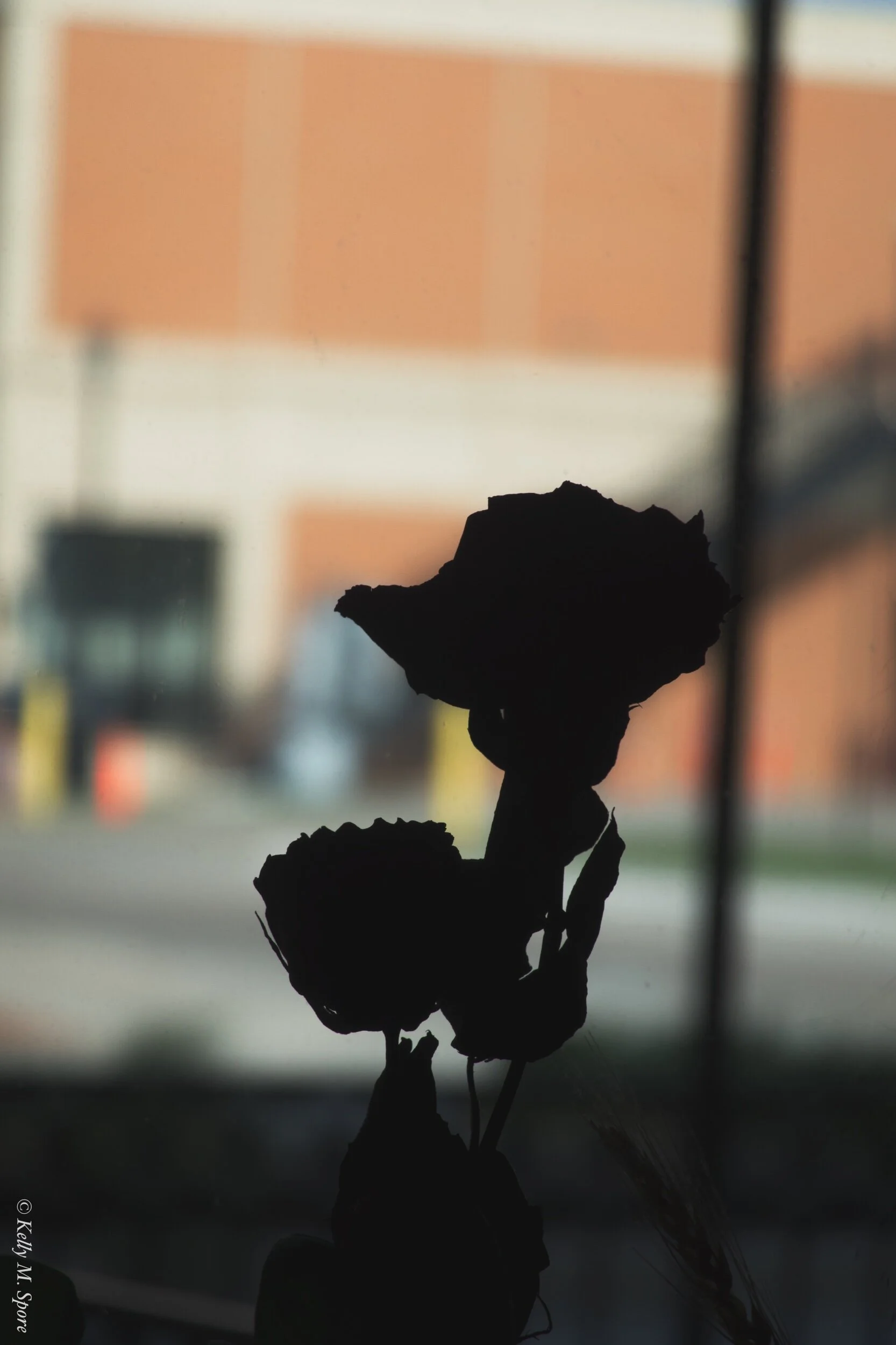 PhotoMoment: A Simple Rose
