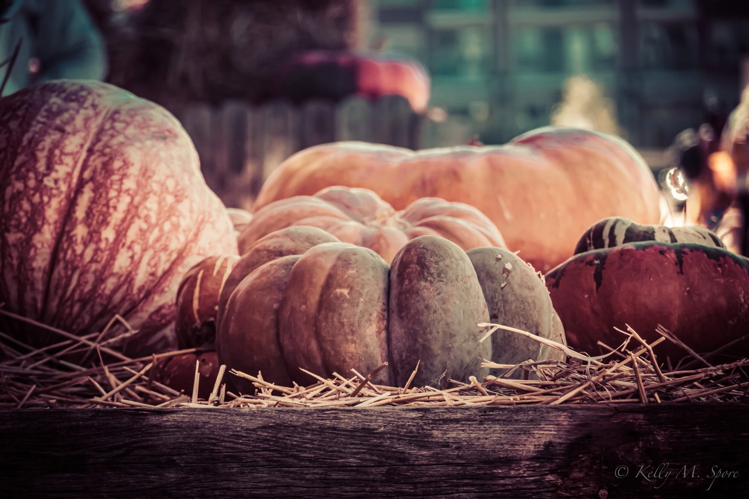 PhotoMoment: Pumpkins of October