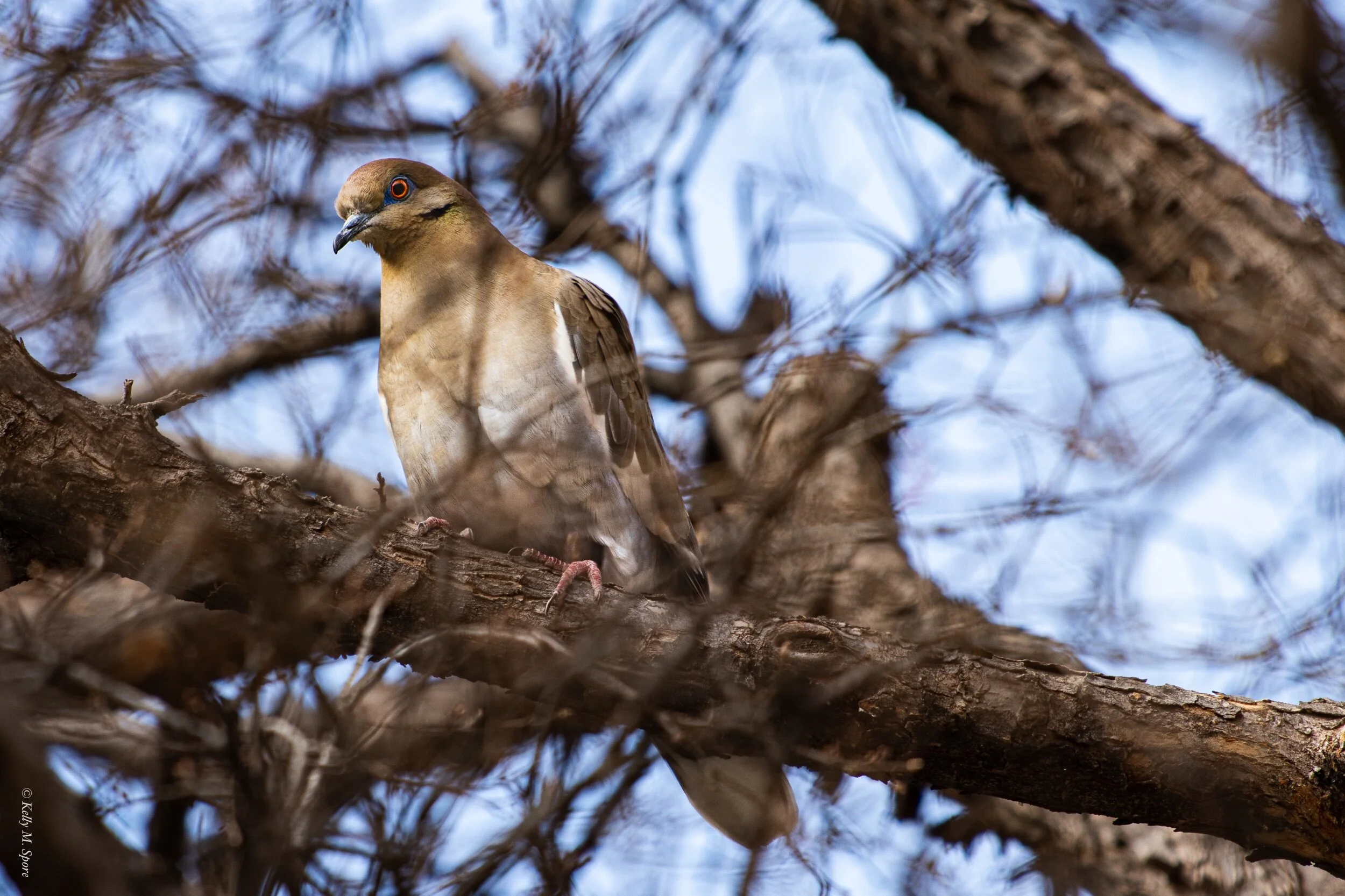 PhotoMoment: Bird In a Tree