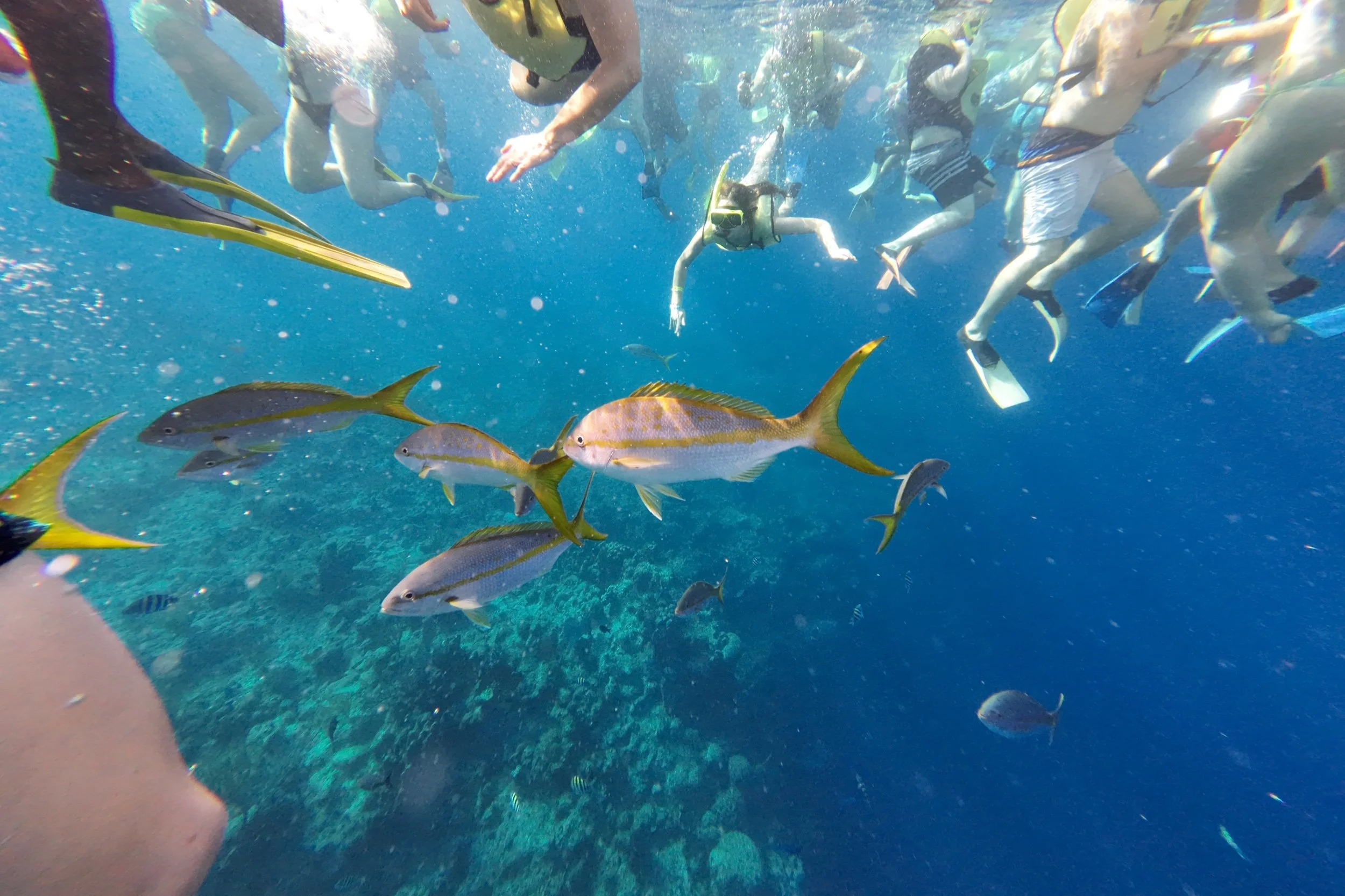 Snorkeling The Grand Turk Wall