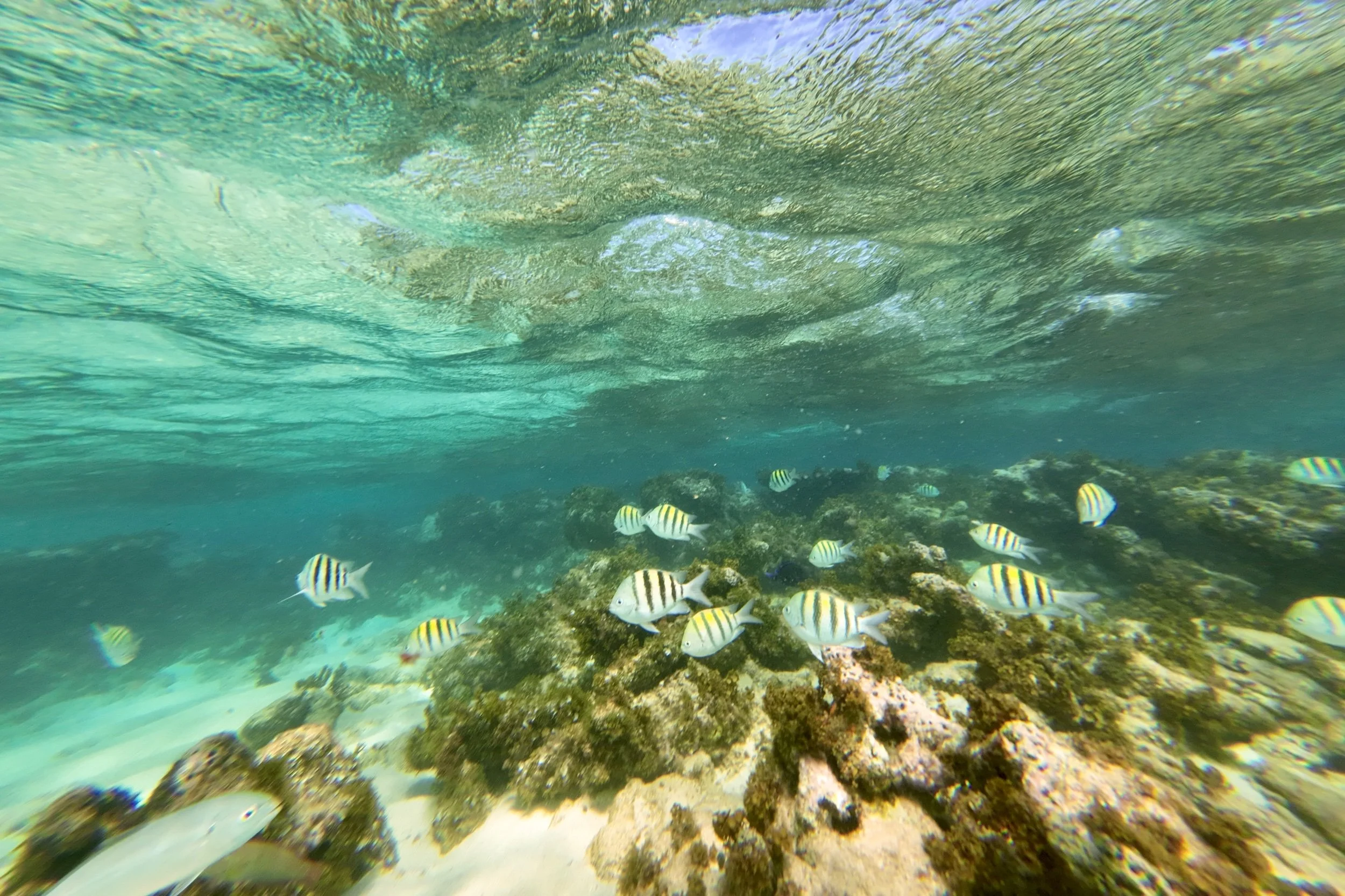Snorkeling in Dominican Republic