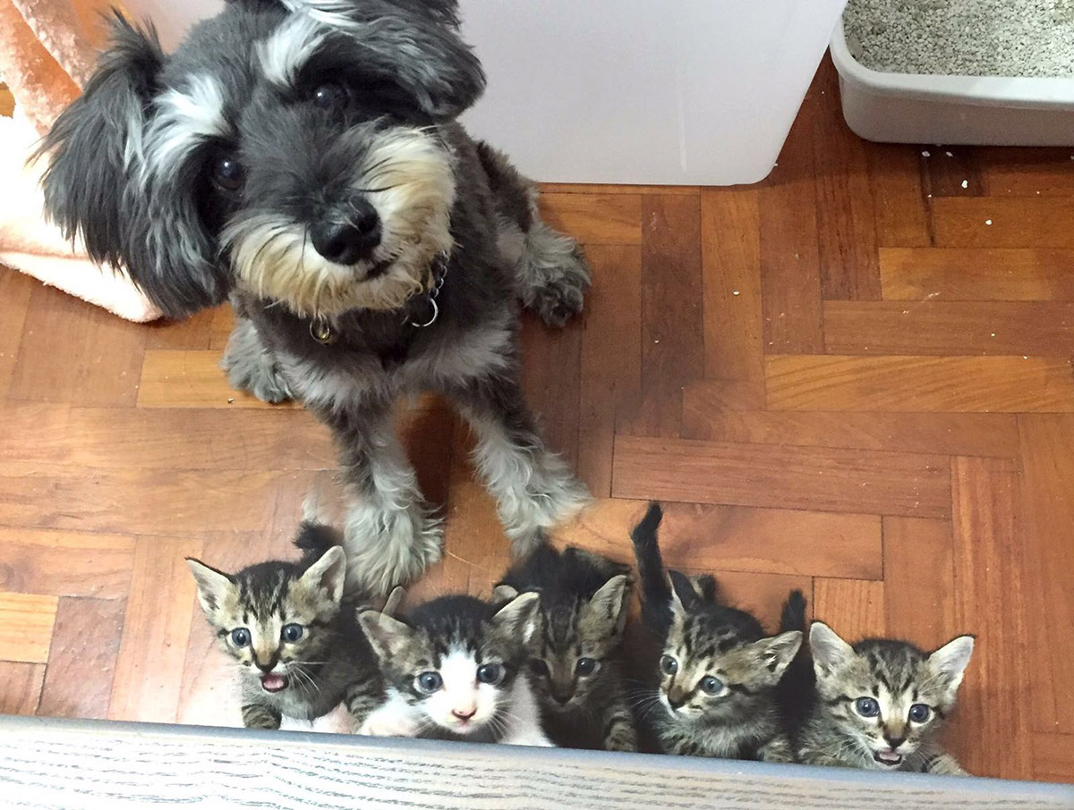 Trixie (5 years old, miniature schnauzer) with another litter of 5 kittens that Dilun and his girlfriend was fostering a few weeks ago. 