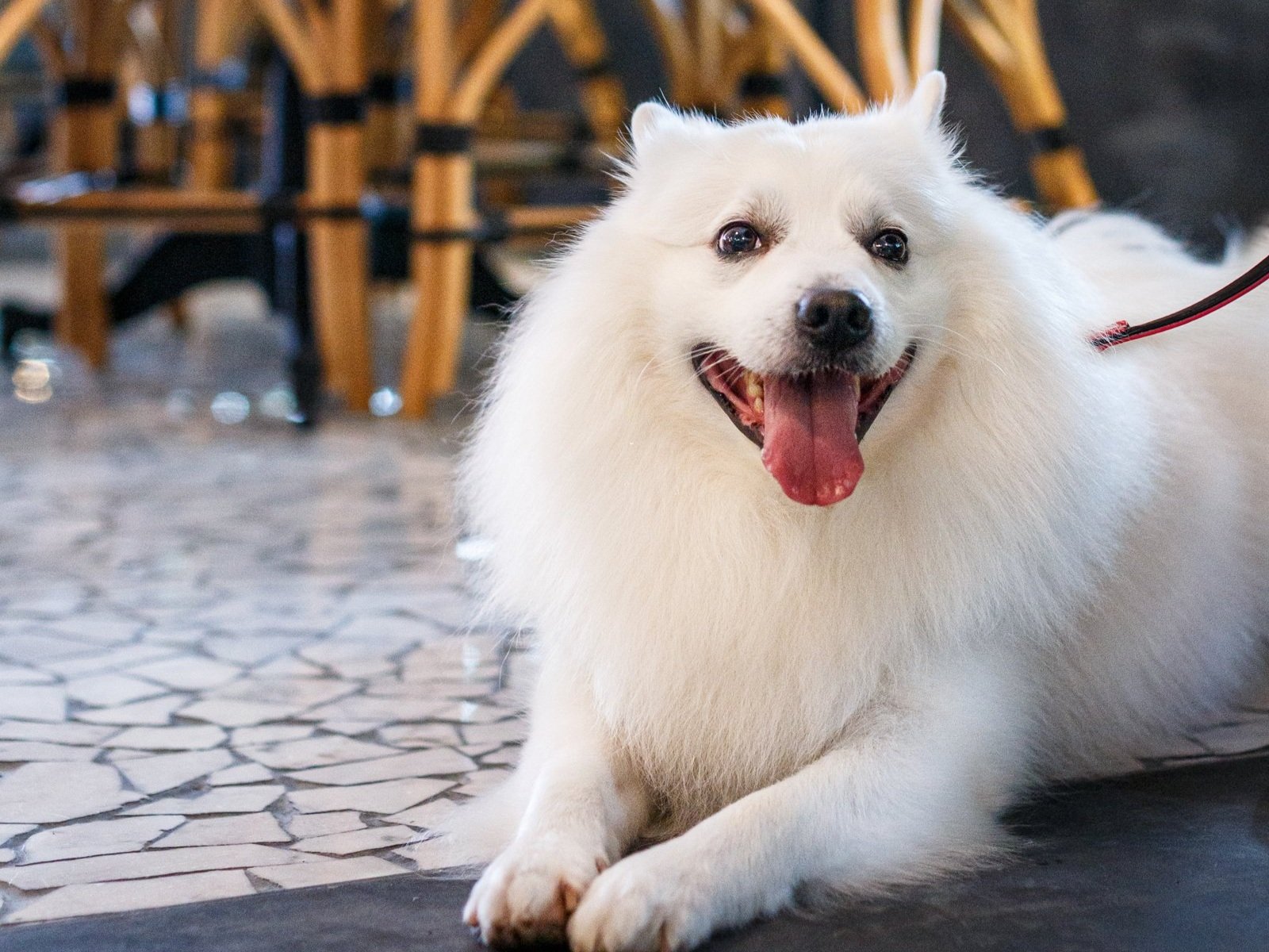 Pet-friendly outdoor terrace